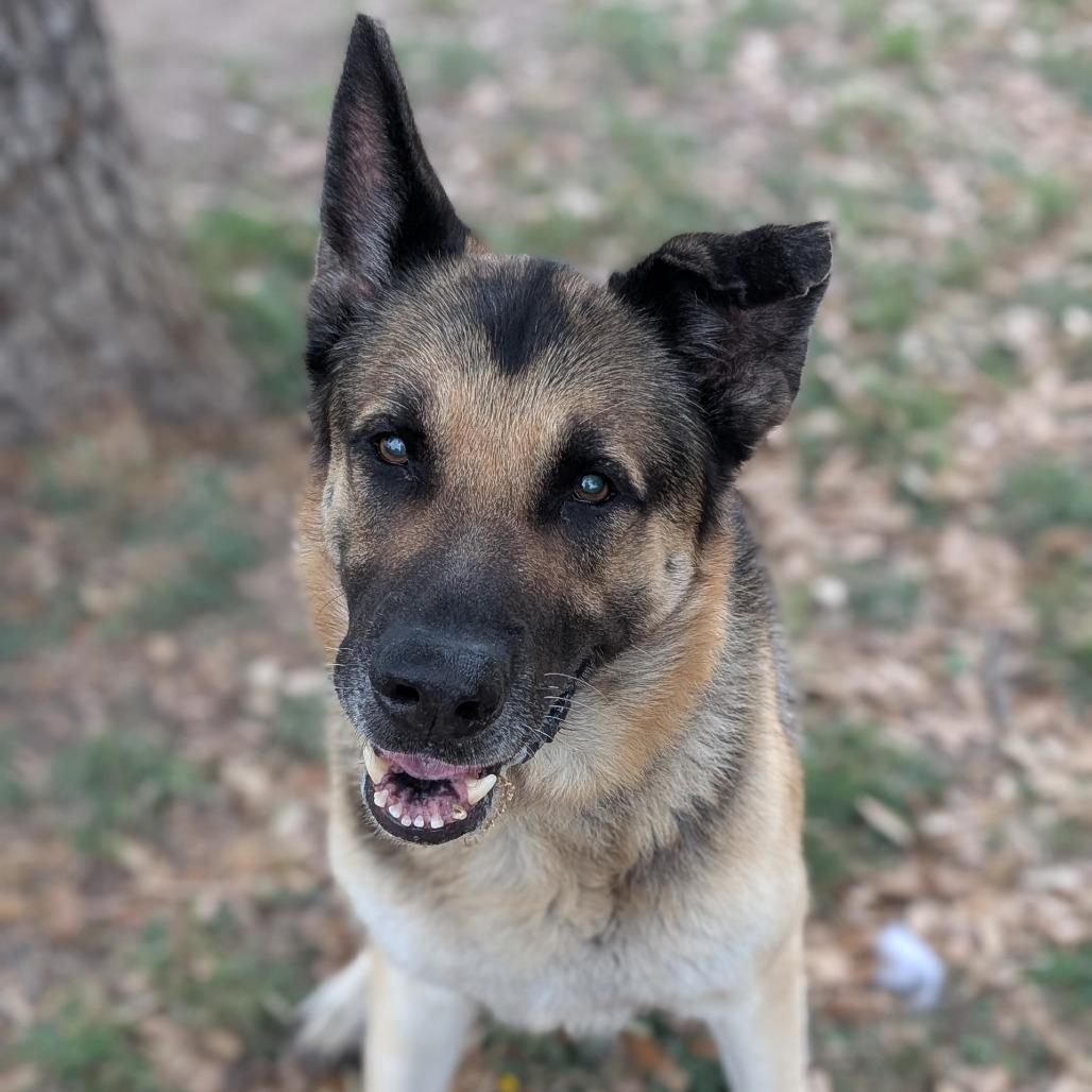 Enlarge Dunk, a Adoptable mixed breed in Buchanan Dam, TX image 2/3