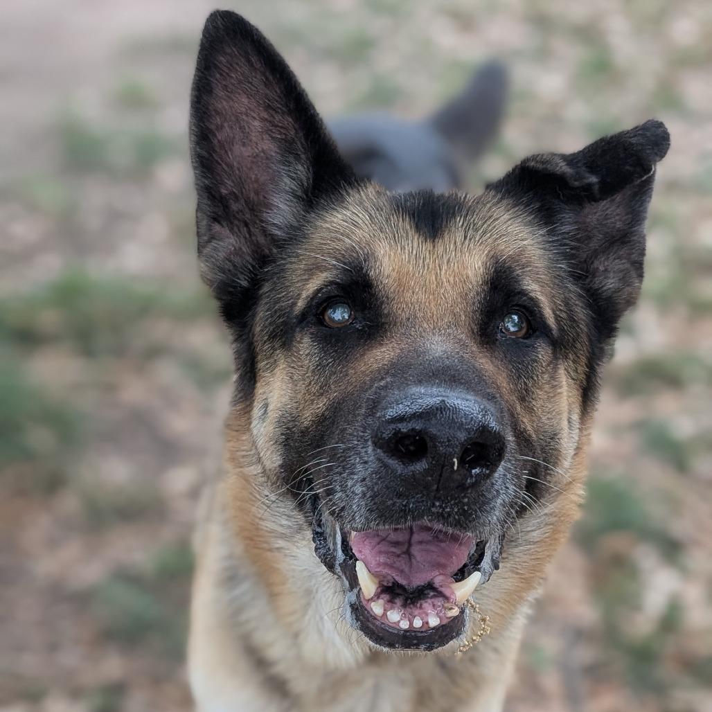 Enlarge Dunk, a Adoptable mixed breed in Buchanan Dam, TX image 3/3