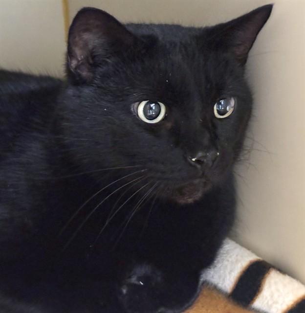 SNOOKIE, Adoptable, Adult Male Domestic Short Hair.