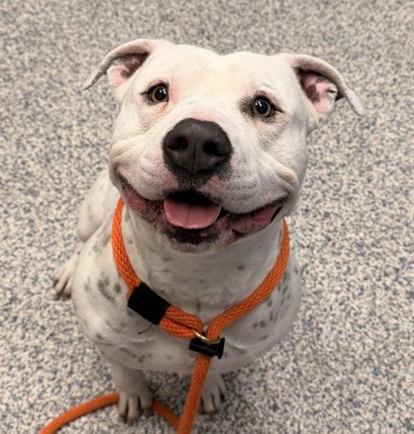 Oscar, Adoptable, Adult Male Pit Bull Terrier.