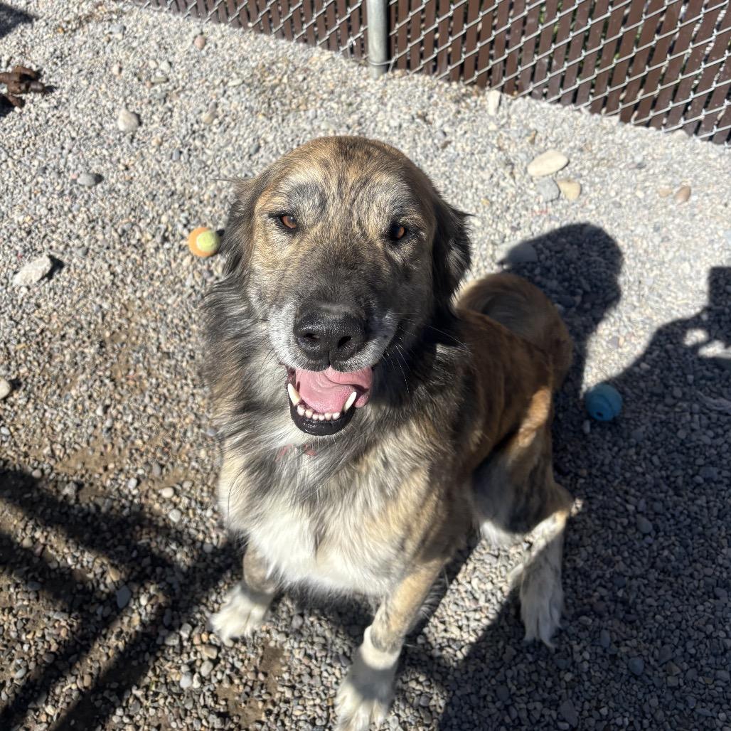 Cooper, a Adoptable mixed breed in Rexburg, ID image 1/2