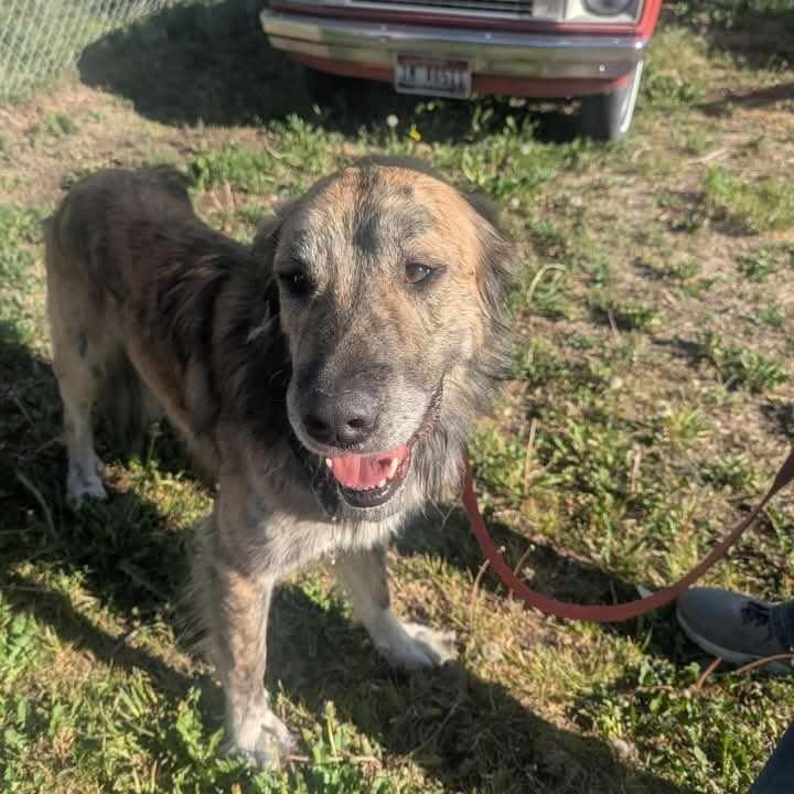 Cooper, a Adoptable mixed breed in Rexburg, ID image 2/2