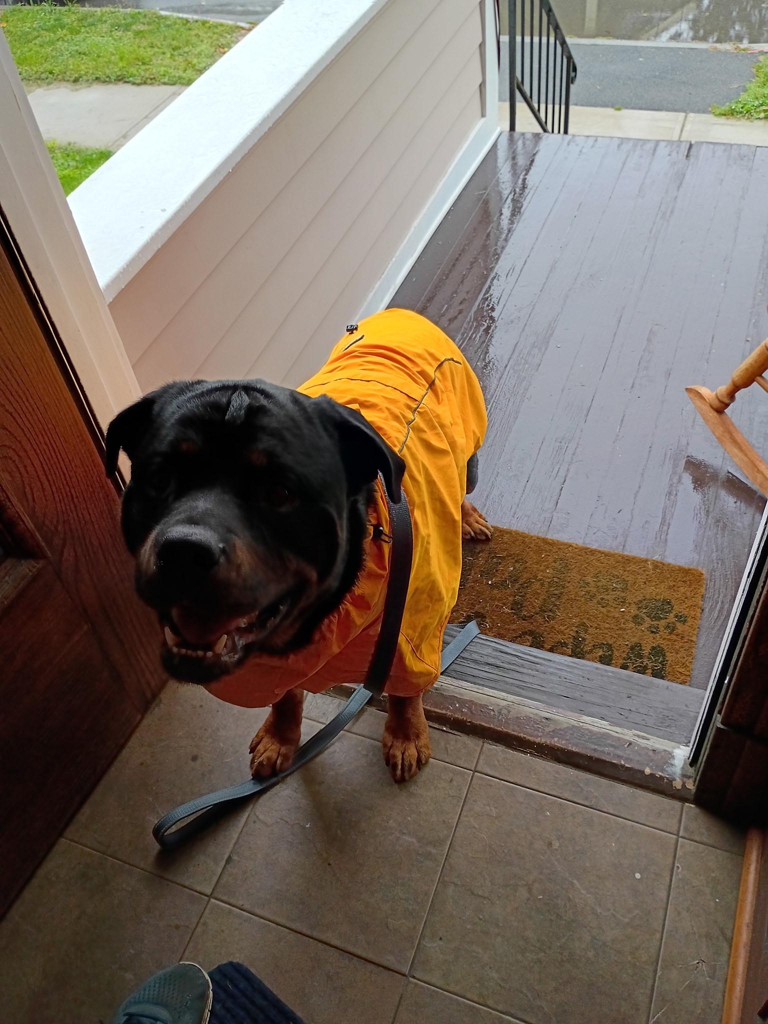 Enlarge Zeus, a Adoptable Rottweiler in Saratoga Springs, NY image 4/5