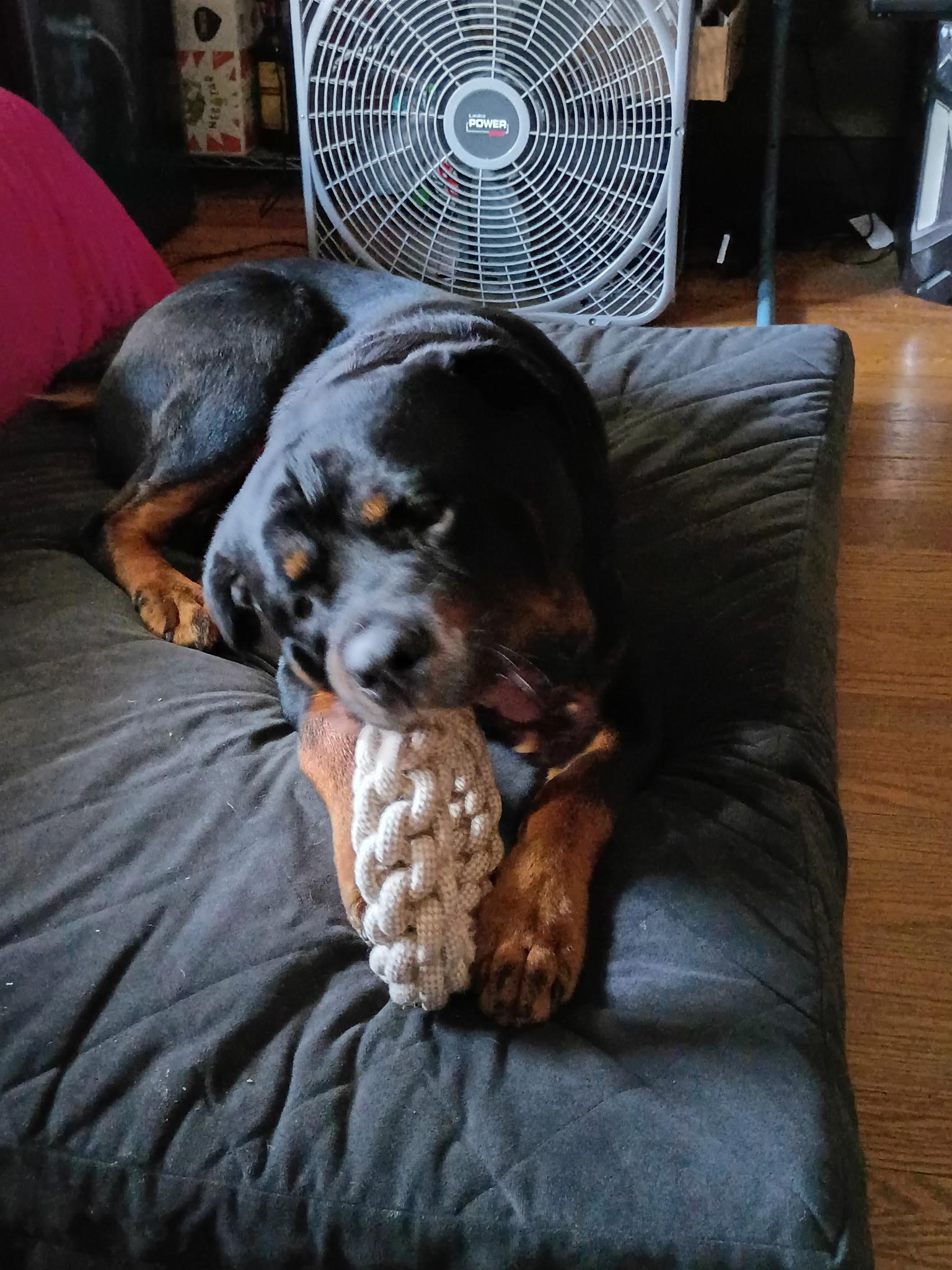 Enlarge Zeus, a Adoptable Rottweiler in Saratoga Springs, NY image 2/5