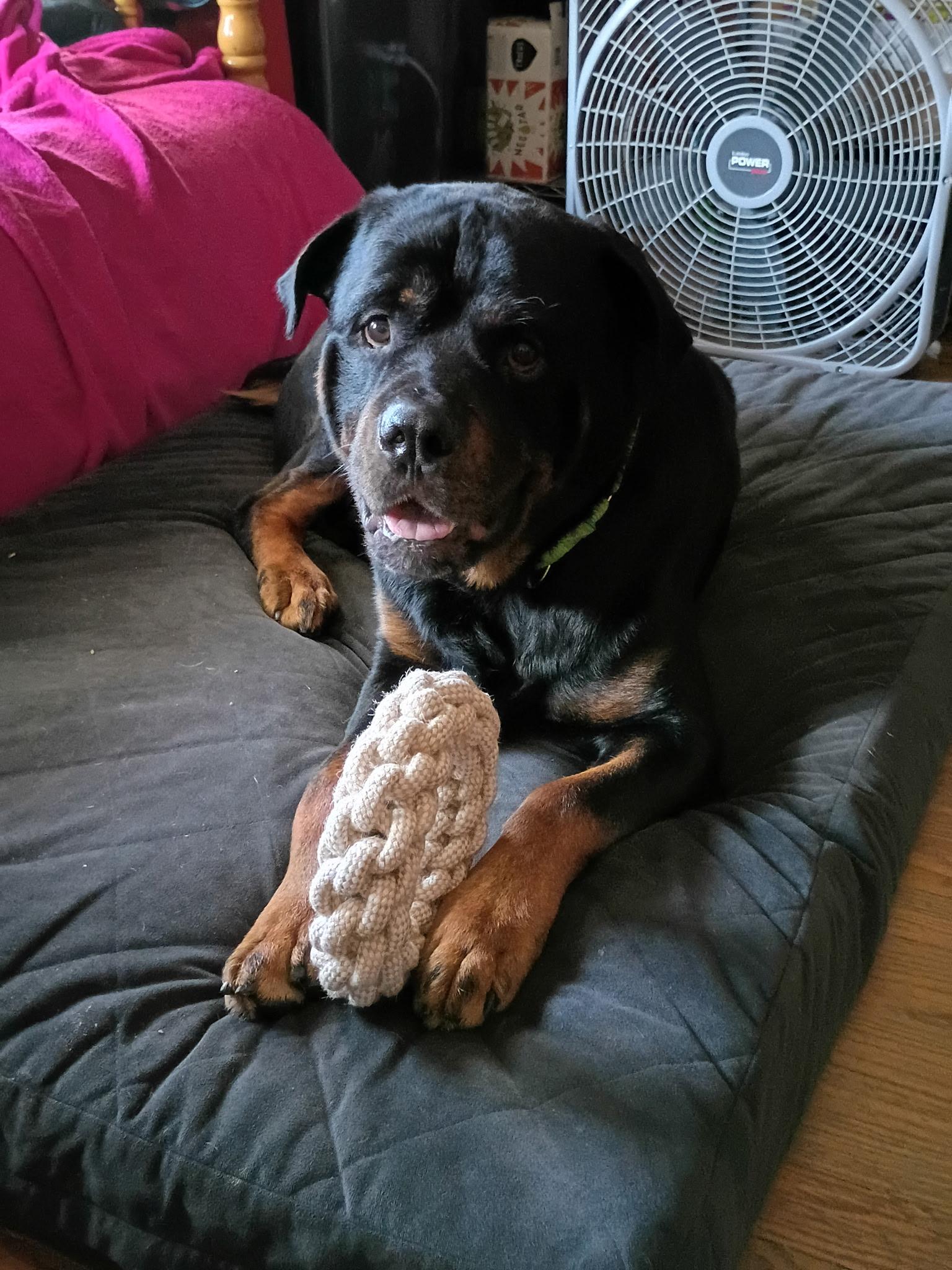 Enlarge Zeus, a Adoptable Rottweiler in Saratoga Springs, NY image 1/5