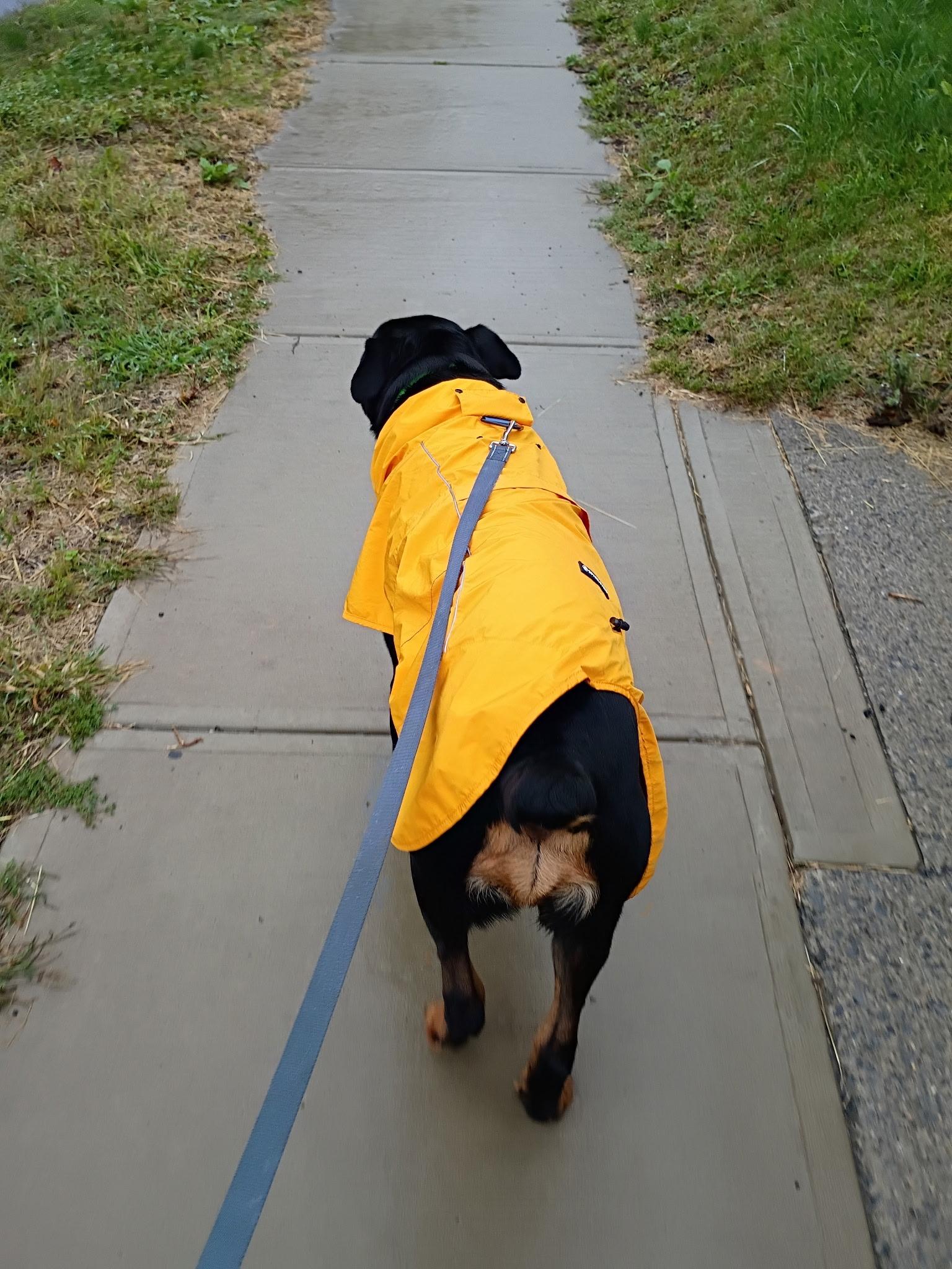 Enlarge Zeus, a Adoptable Rottweiler in Saratoga Springs, NY image 5/5