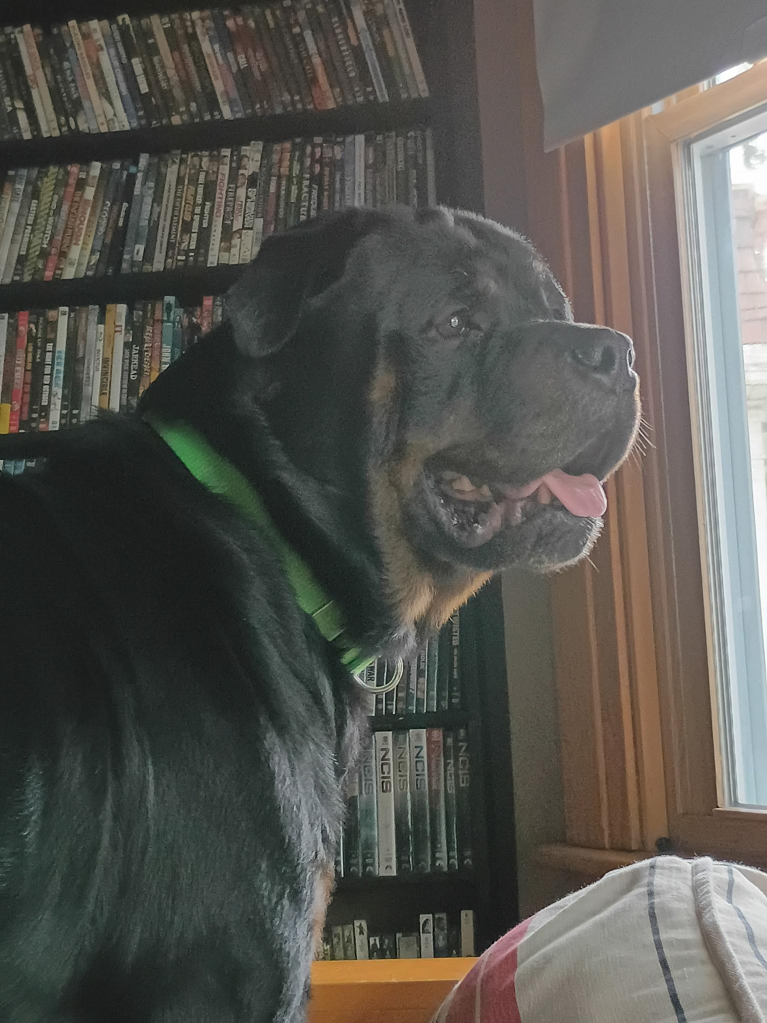 Enlarge Zeus, a Adoptable Rottweiler in Saratoga Springs, NY image 3/5