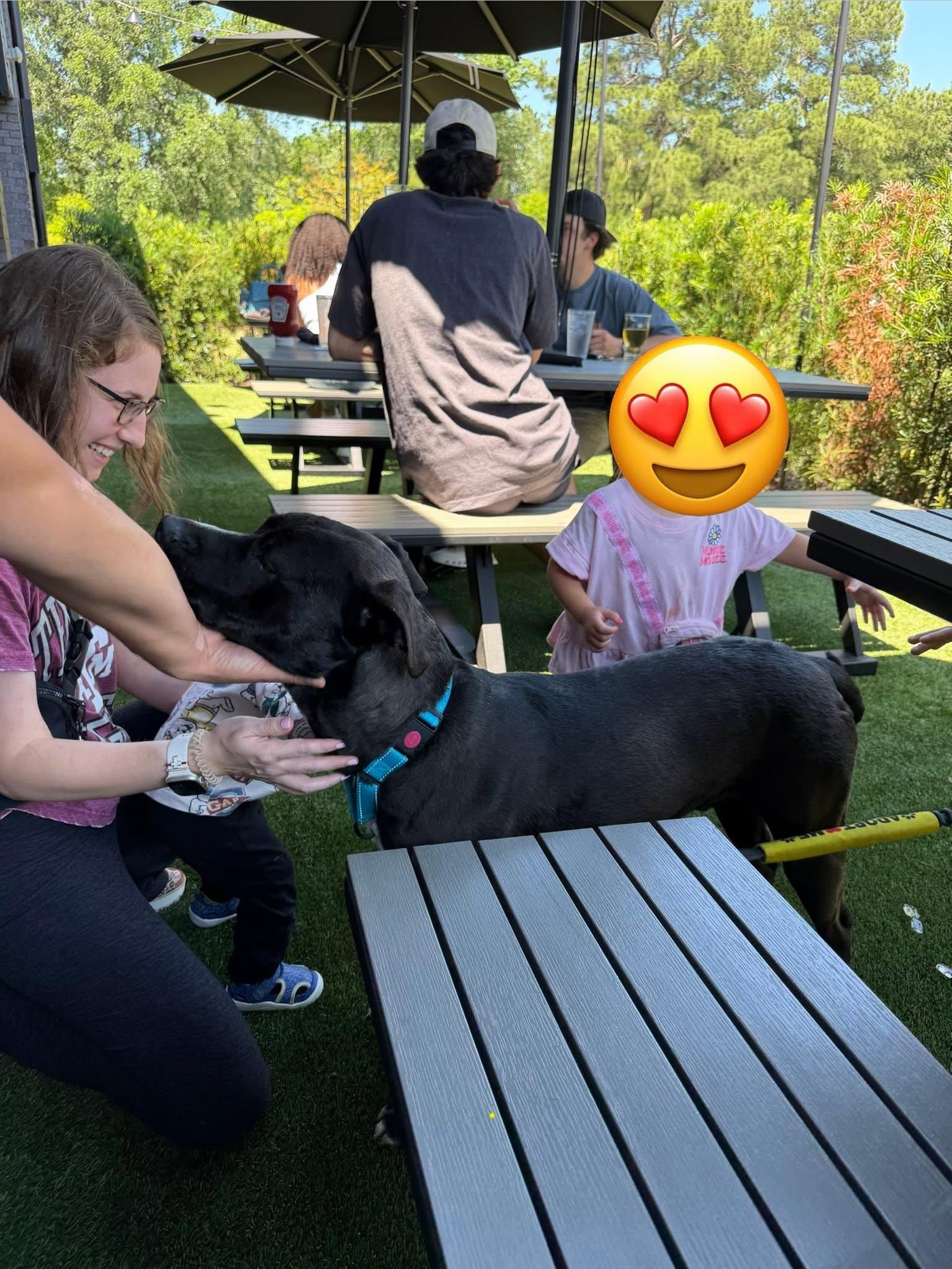 Magic (THE SWEETEST, calm, gentle, friendly, good with kids, walks well on a leash), an adopted mixed breed in Benton Harbor, MI image 4/5