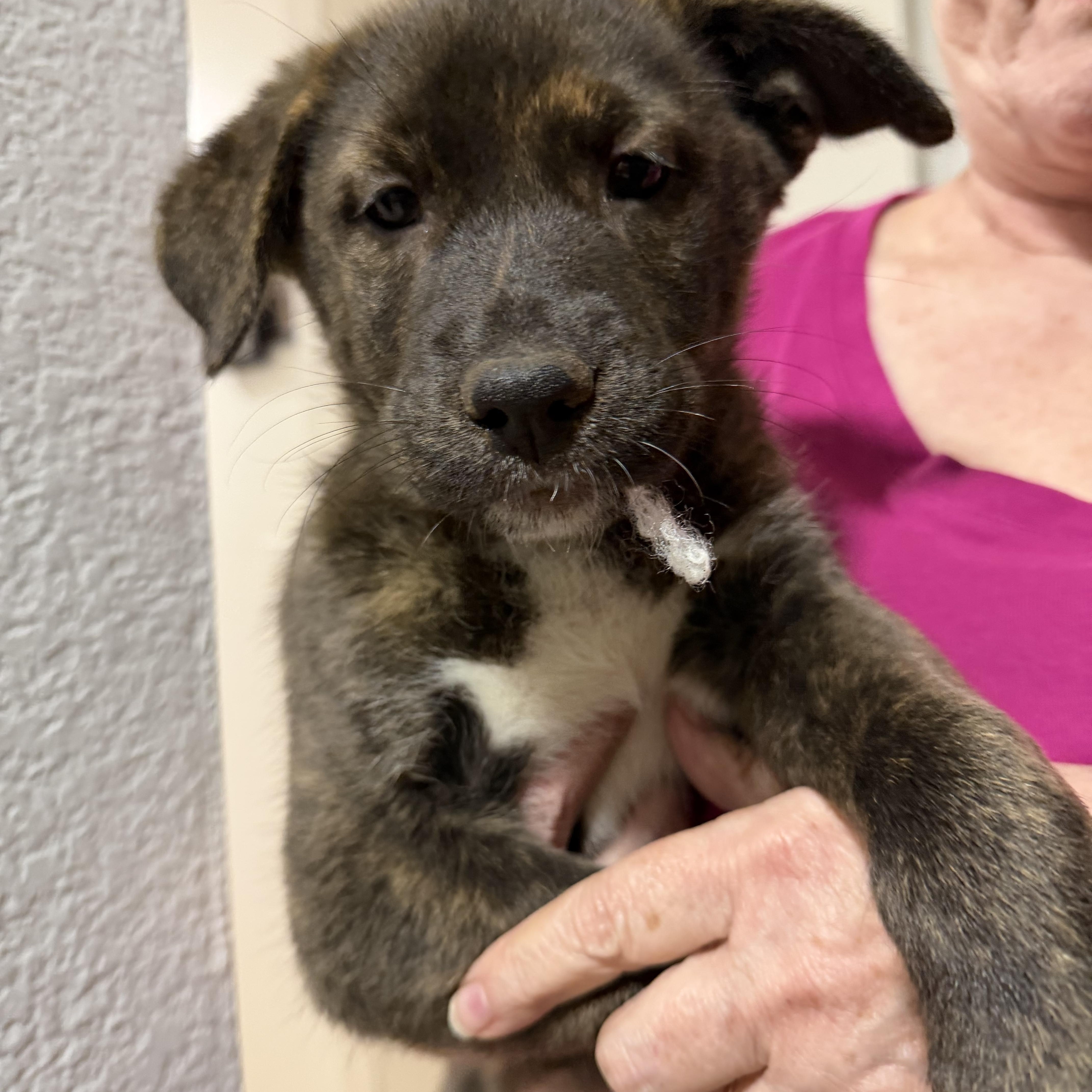 Enlarge Kokki, an adopted mixed breed in Eugene, OR image 1/5