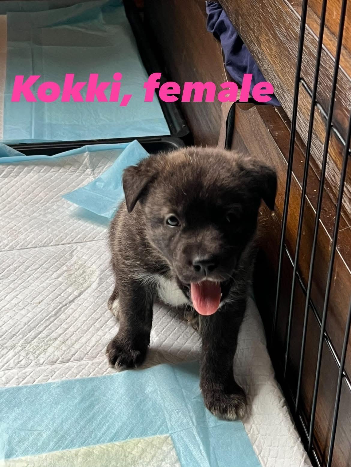 Enlarge Kokki, a Adoptable mixed breed in Eugene, OR image 3/4