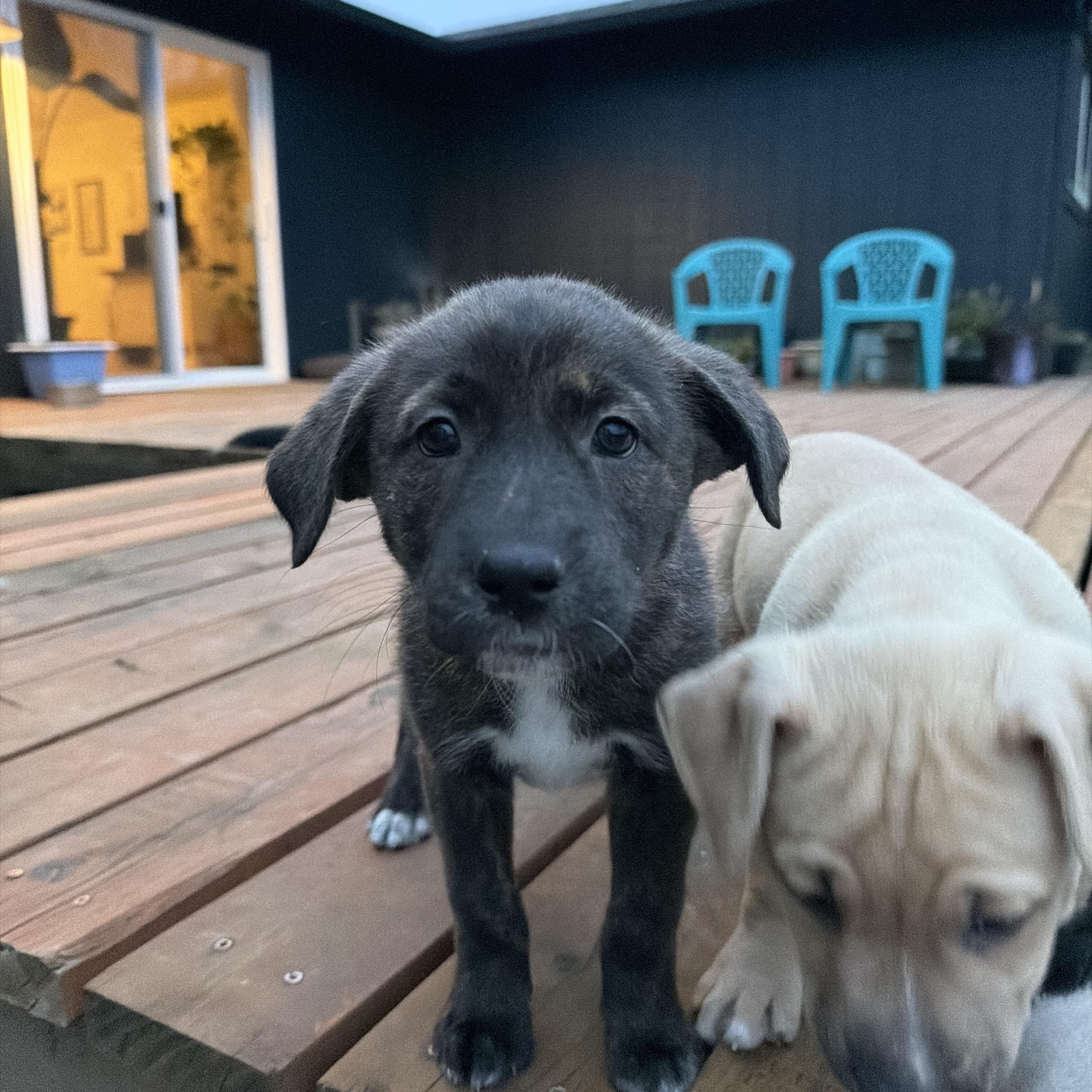 Kokki, Adoptable, Puppy Female Pit Bull Terrier.