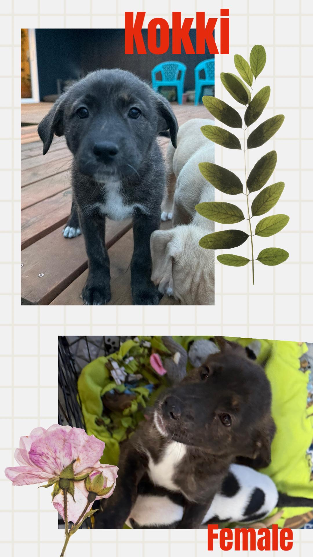 Enlarge Kokki, a Adoptable mixed breed in Eugene, OR image 2/4