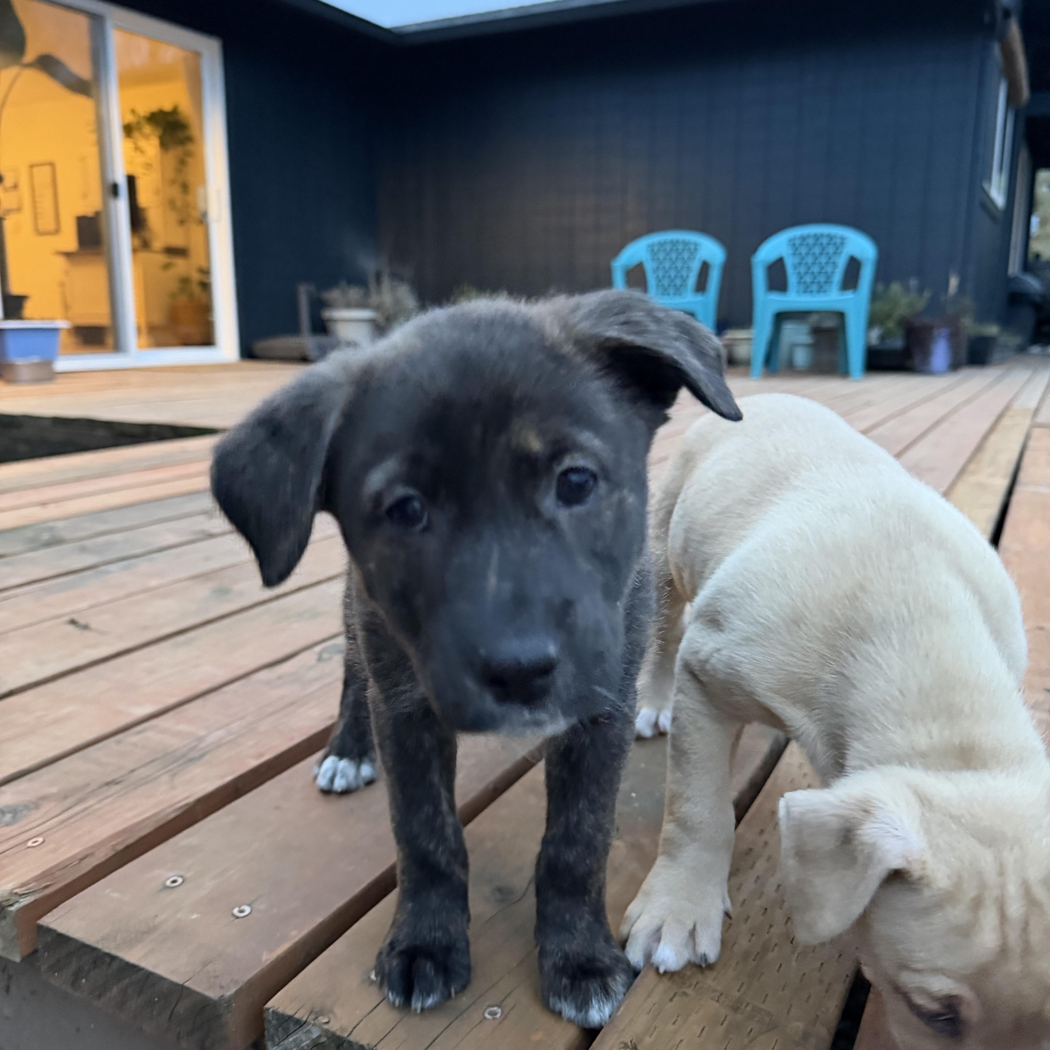 Enlarge Kokki, a Adoptable mixed breed in Eugene, OR image 4/4
