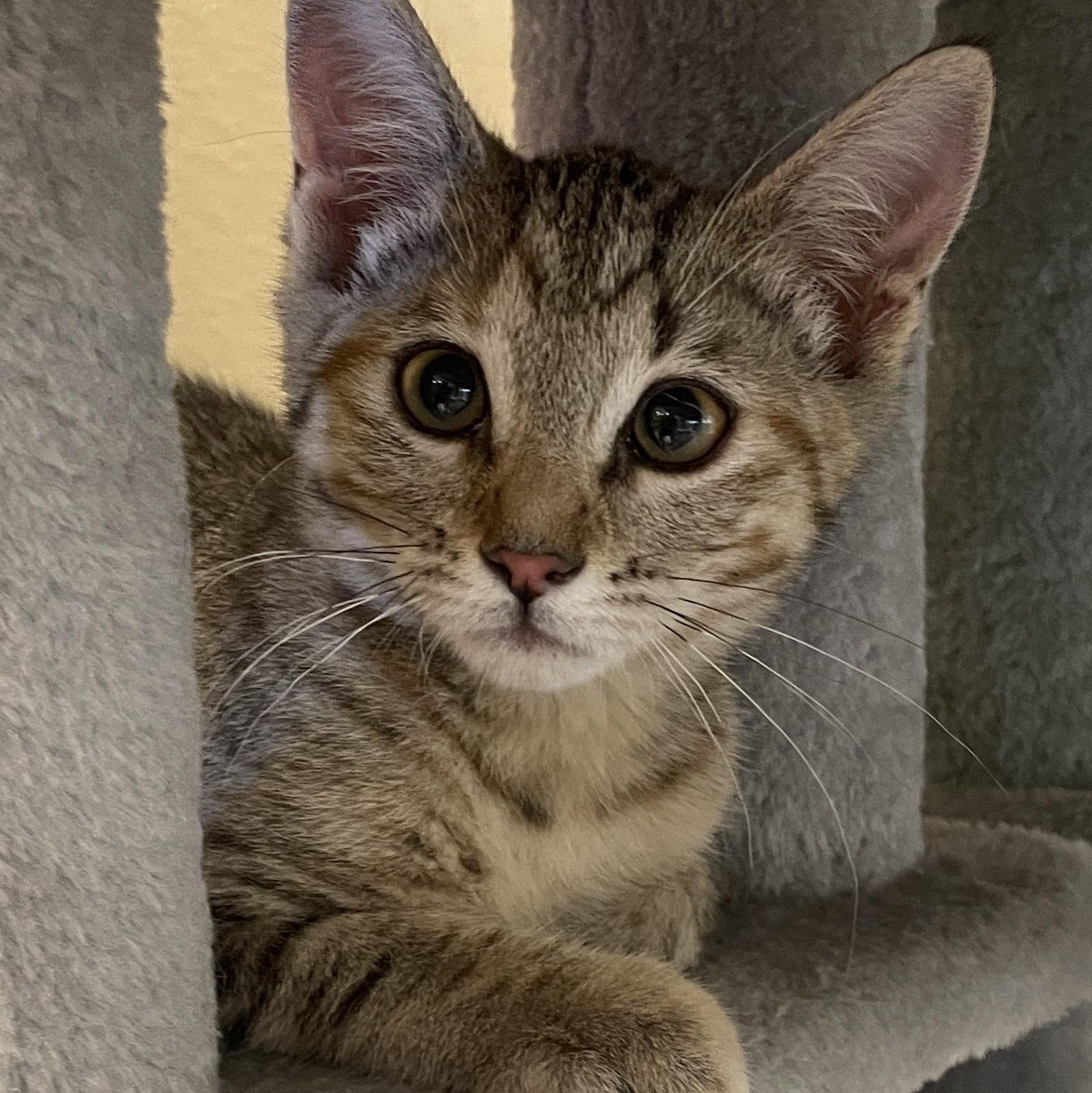 Enlarge Enid, a Adoptable Domestic Short Hair in Albuquerque, NM image 1/1