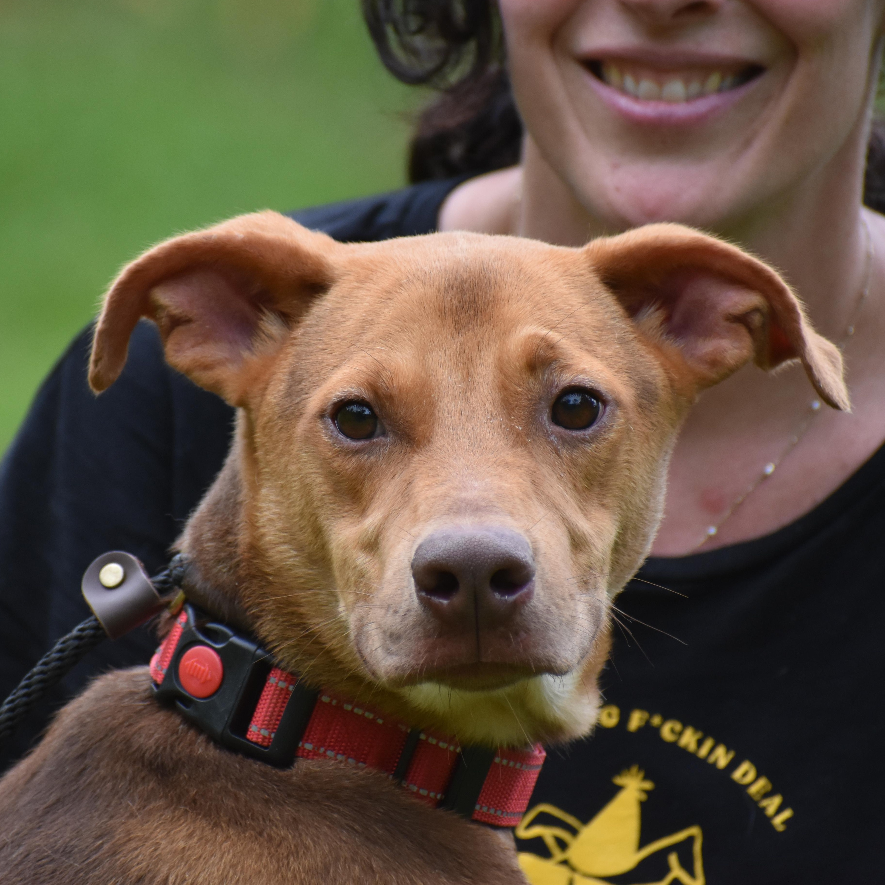 Jaco Parrot, a ADOPTABLE Pit Bull Terrier in Brooklyn, NY image 2/4