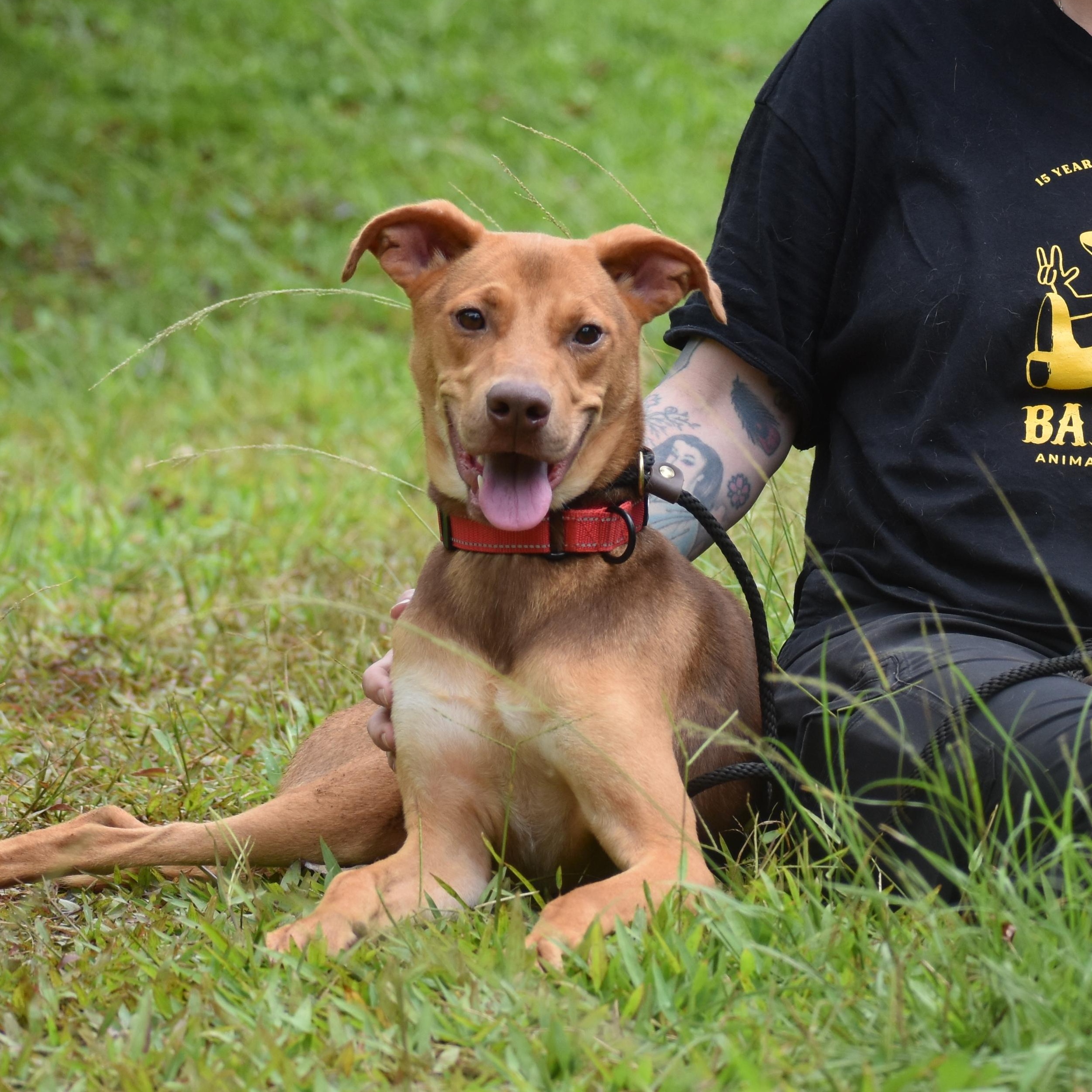 Jaco Parrot, a ADOPTABLE Pit Bull Terrier in Brooklyn, NY image 4/4