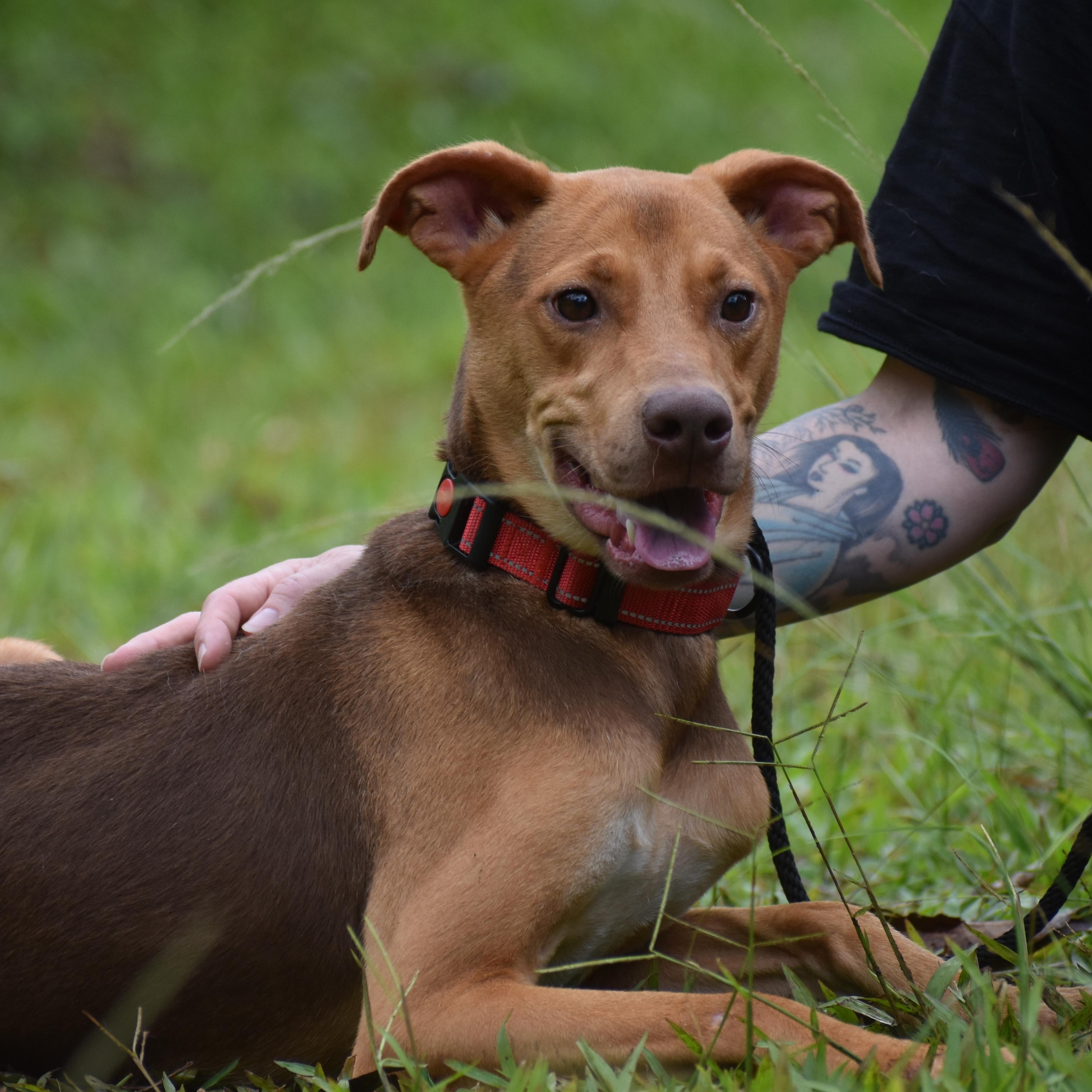 Jaco Parrot, ADOPTABLE, Young Male Pit Bull Terrier.