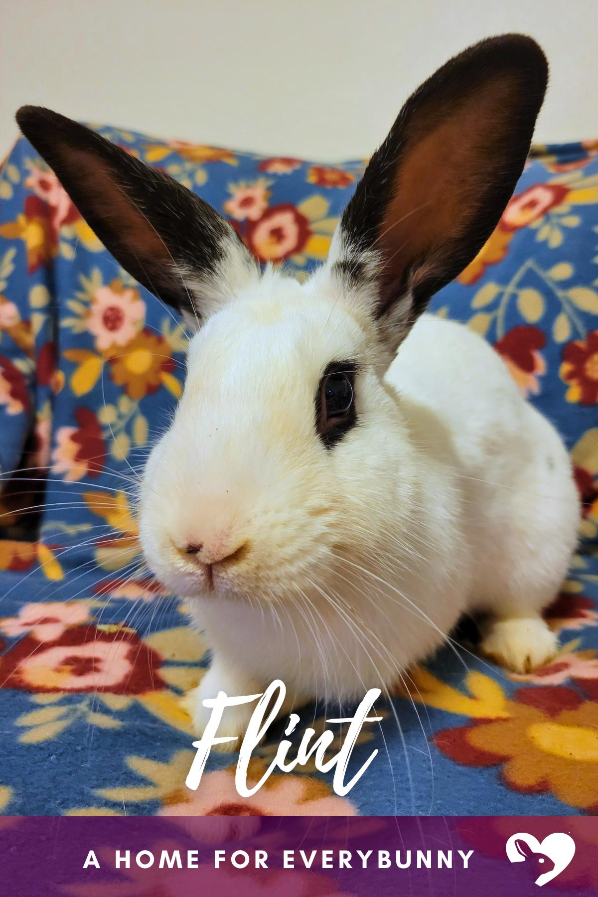 Flint, Adoptable, Young Male English Spot.
