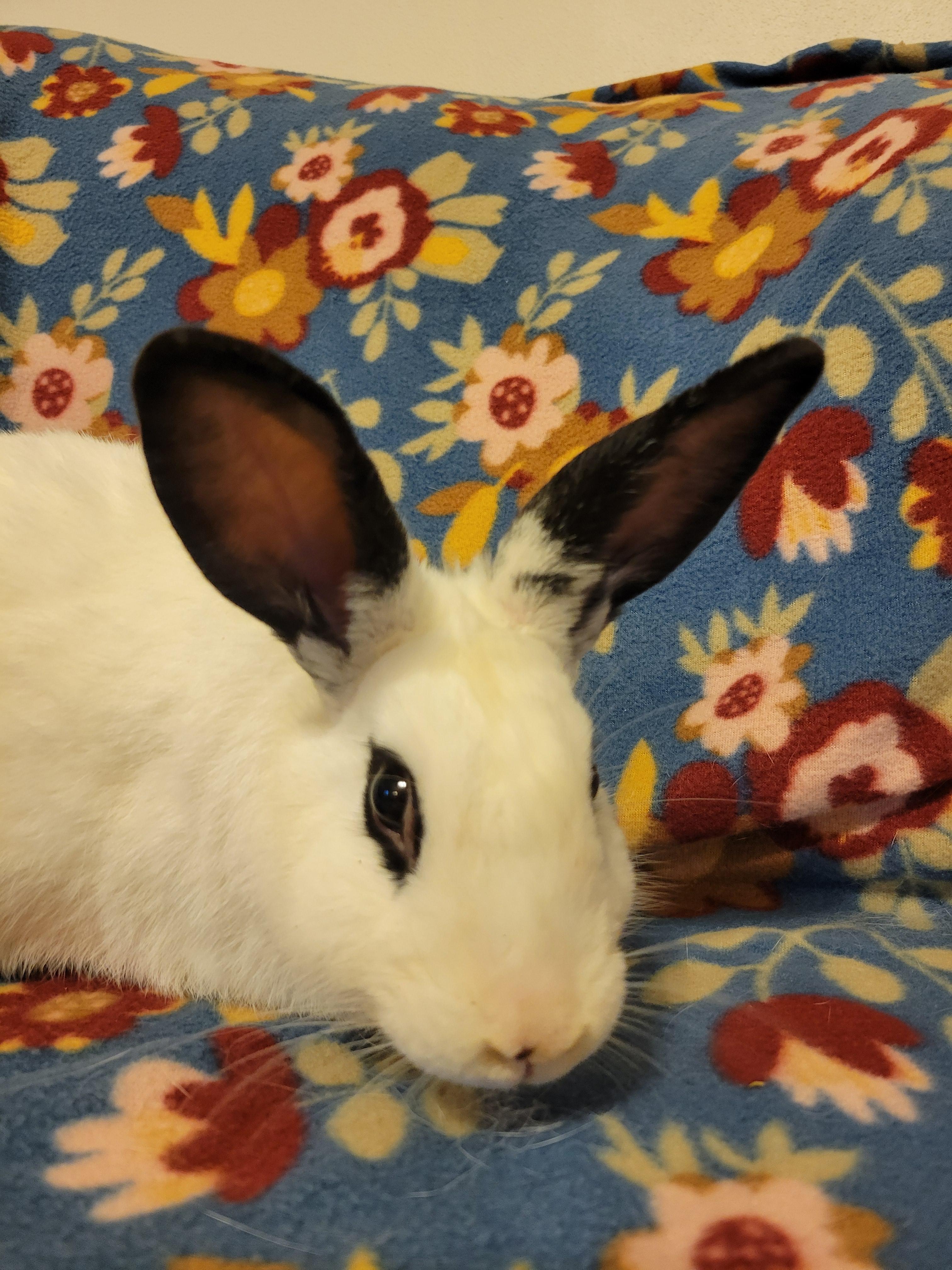 Enlarge Flint, a Adoptable English Spot in Ames, IA image 2/3