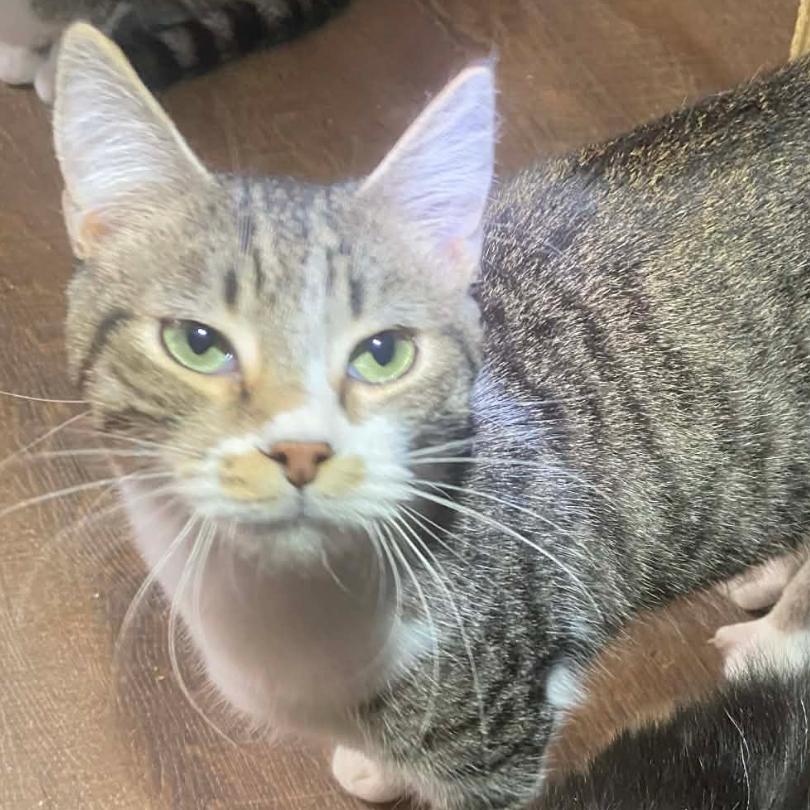 Dexter, a Adoptable Domestic Medium Hair in Granby, MO image 1/2