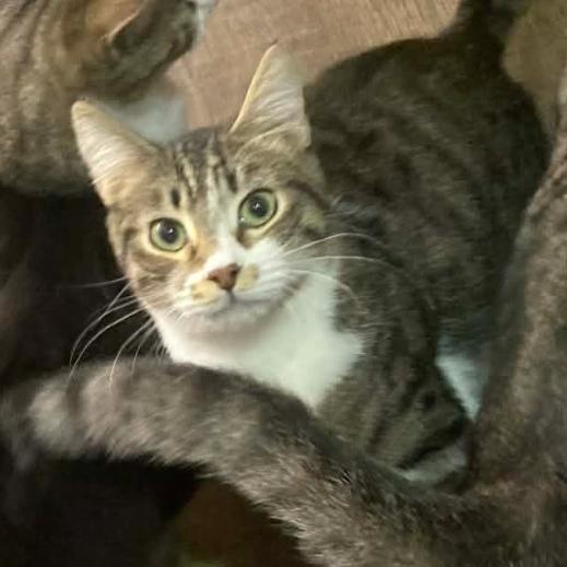 Dexter, a Adoptable Domestic Medium Hair in Granby, MO image 2/2