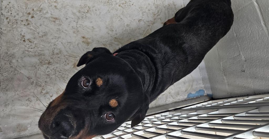Athena, Adoptable, Young Female Rottweiler.