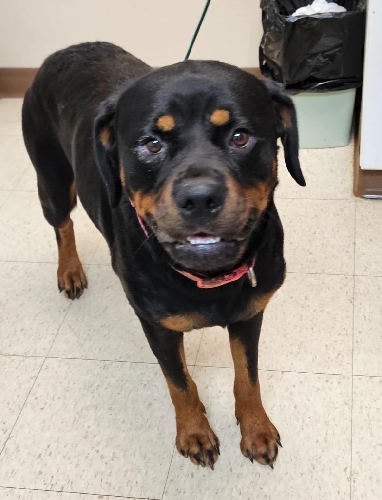 Enlarge Athena, a Adoptable Rottweiler in Mocksville, NC image 2/2