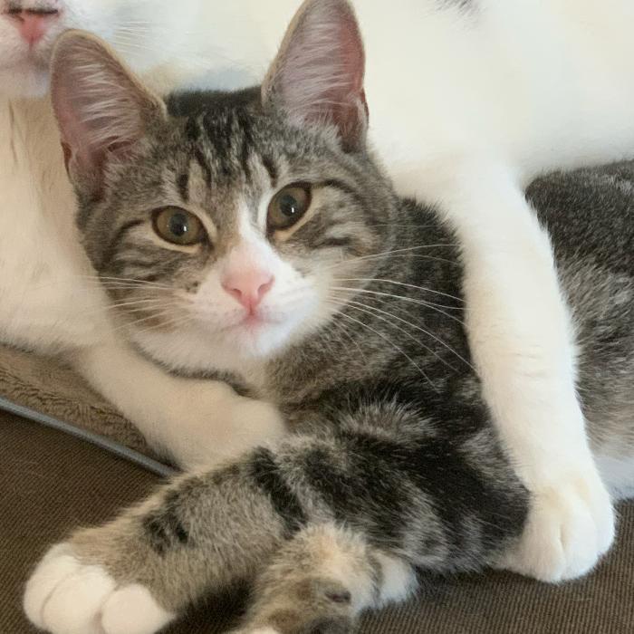 Zena, a Adoptable Domestic Short Hair in Oceanside, NY image 4/4