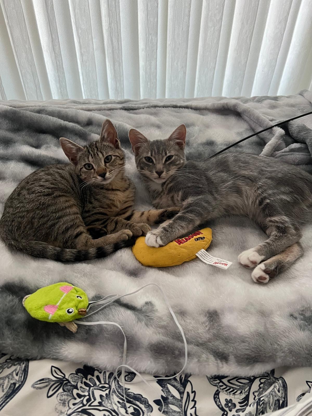 Cleo  And Moss thumbnail 2