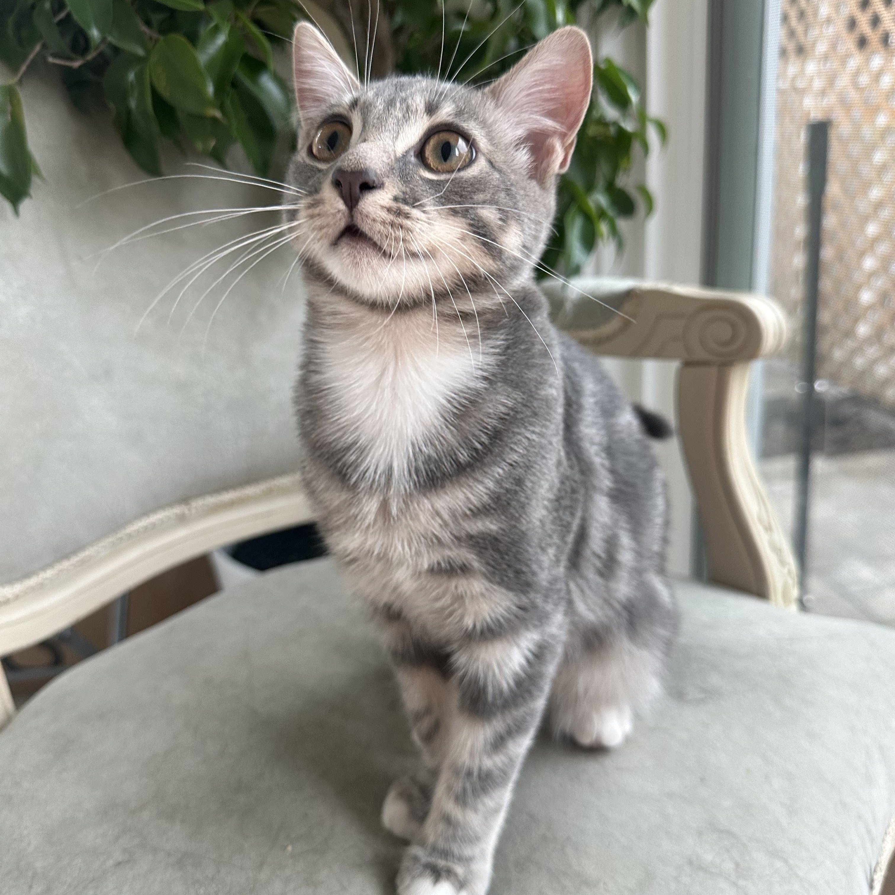 Enlarge Cleo, and Moss, a Adoptable mixed breed in Brooklyn, NY image 4/6