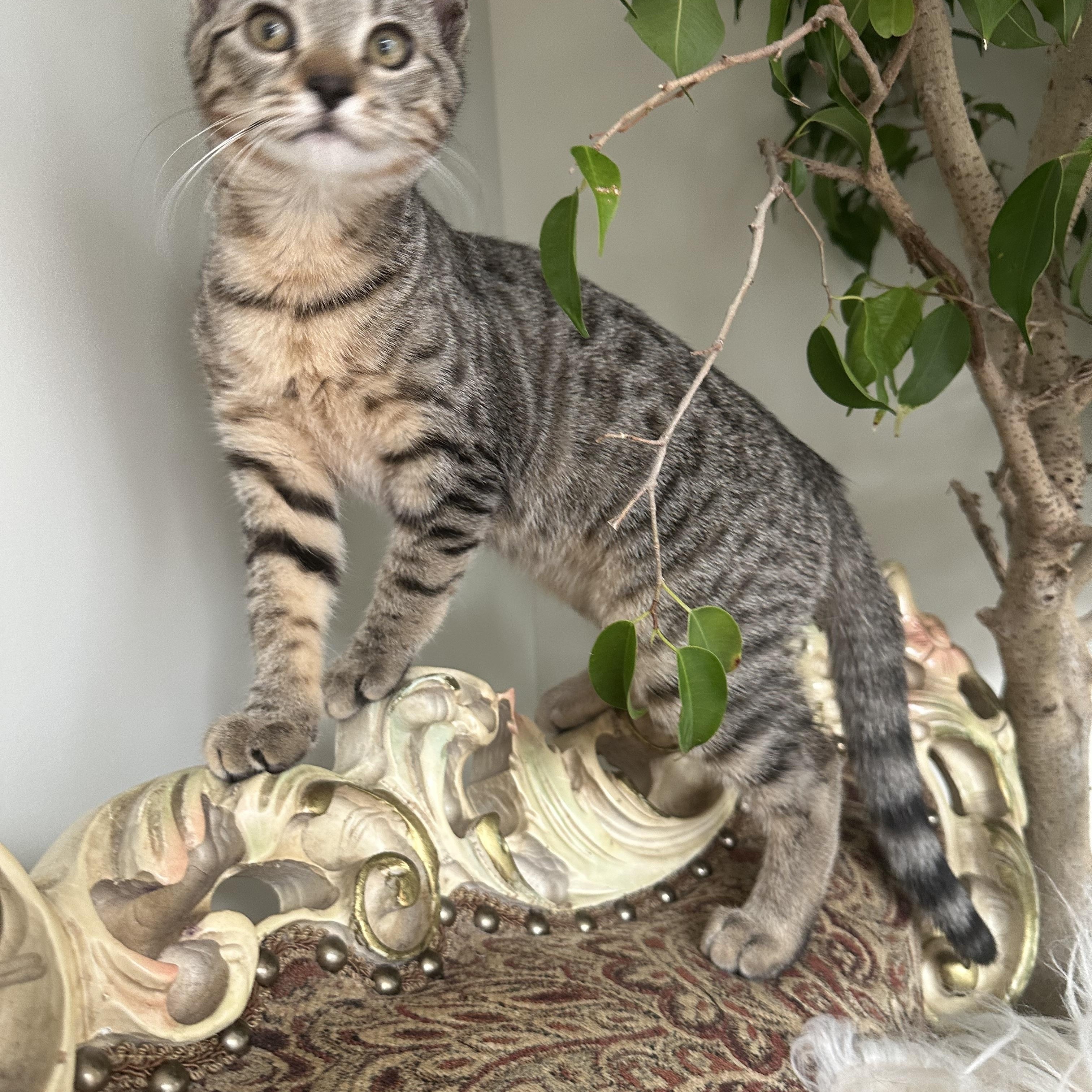 Enlarge Cleo, and Moss, a Adoptable mixed breed in Brooklyn, NY image 5/6