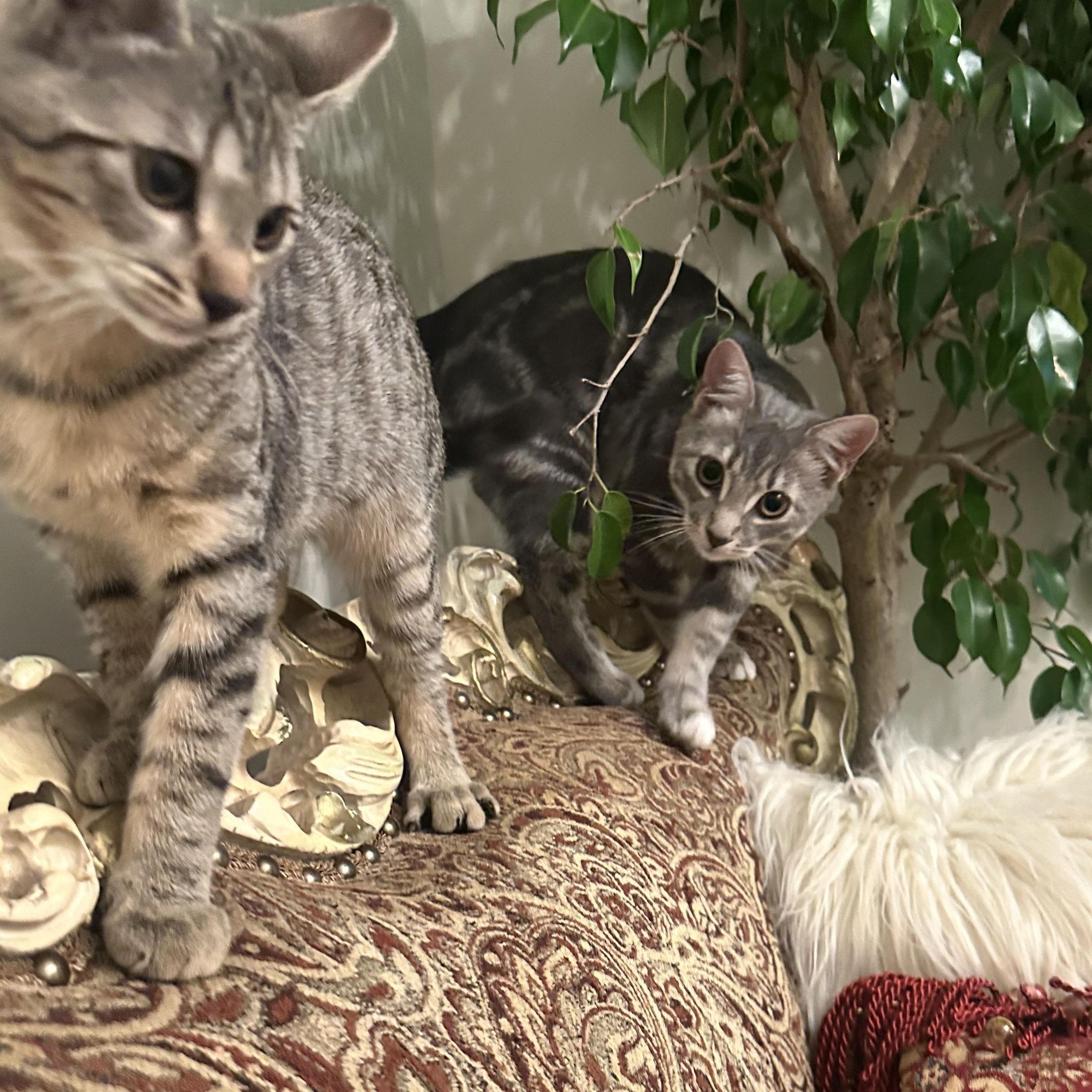 Enlarge Cleo, and Moss, a Adoptable mixed breed in Brooklyn, NY image 2/6