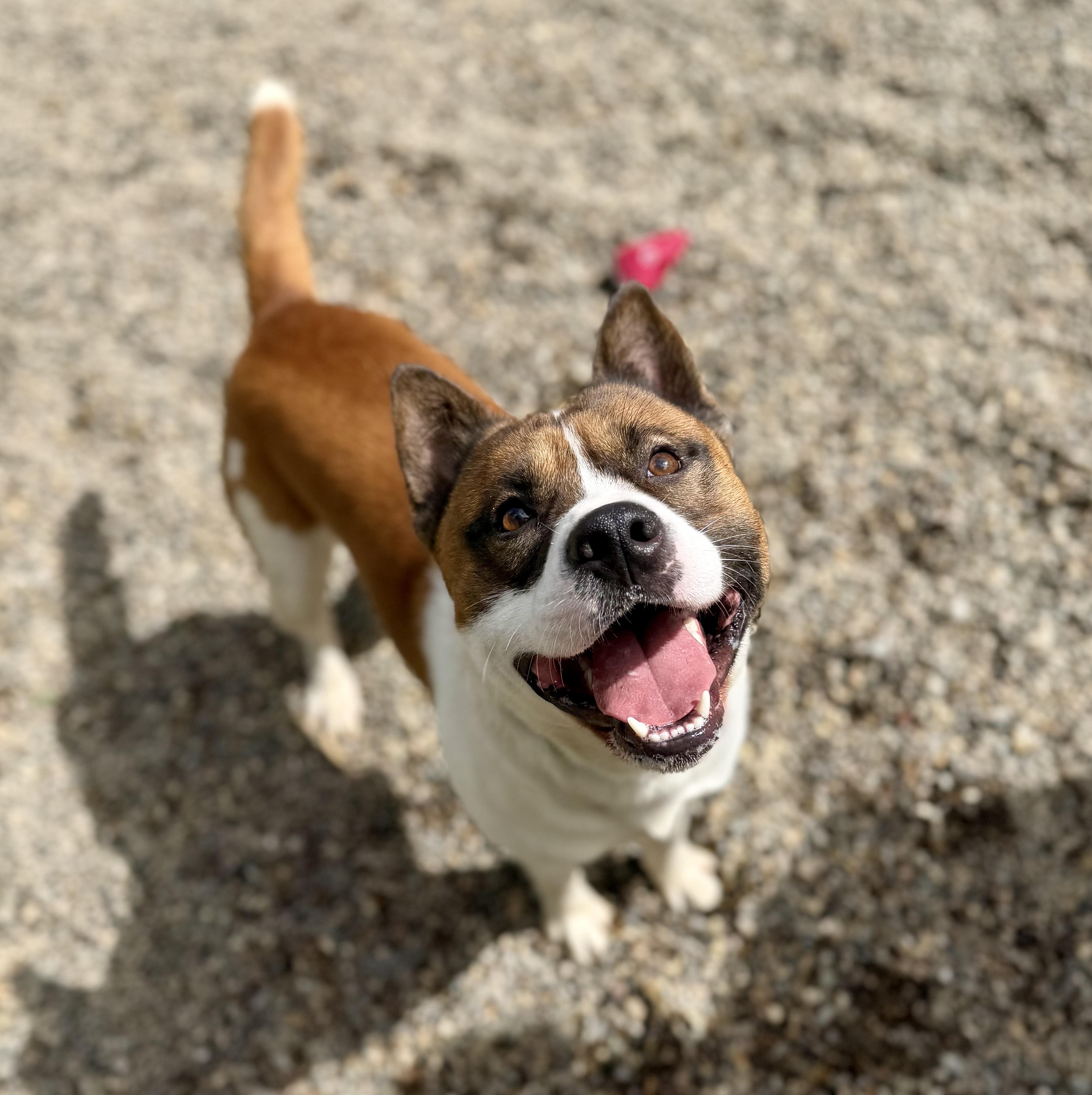 Enlarge Tock 0126, a Adopted mixed breed in Sonora, CA image 2/6