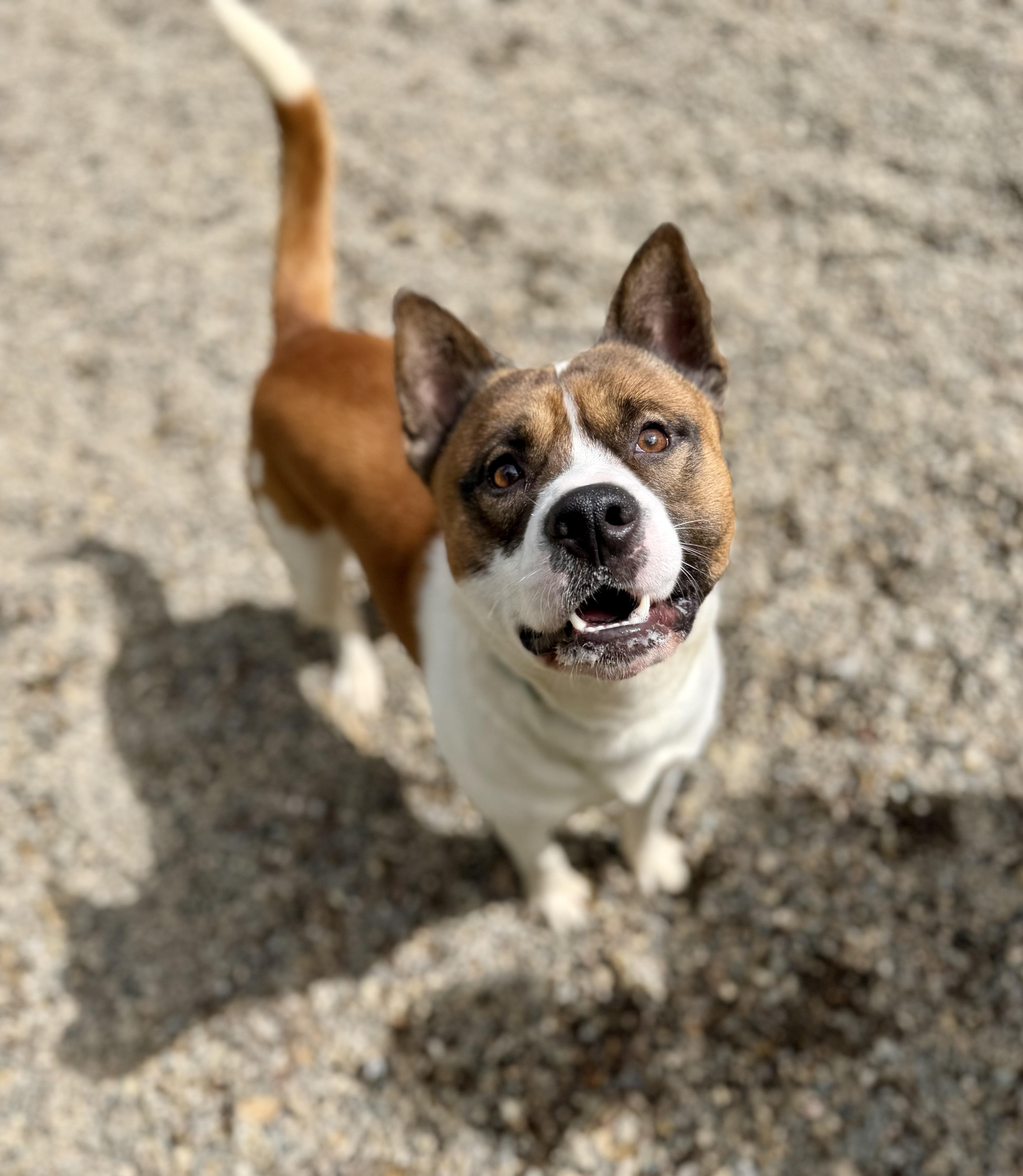Enlarge Tock 0126, a Adopted mixed breed in Sonora, CA image 3/6