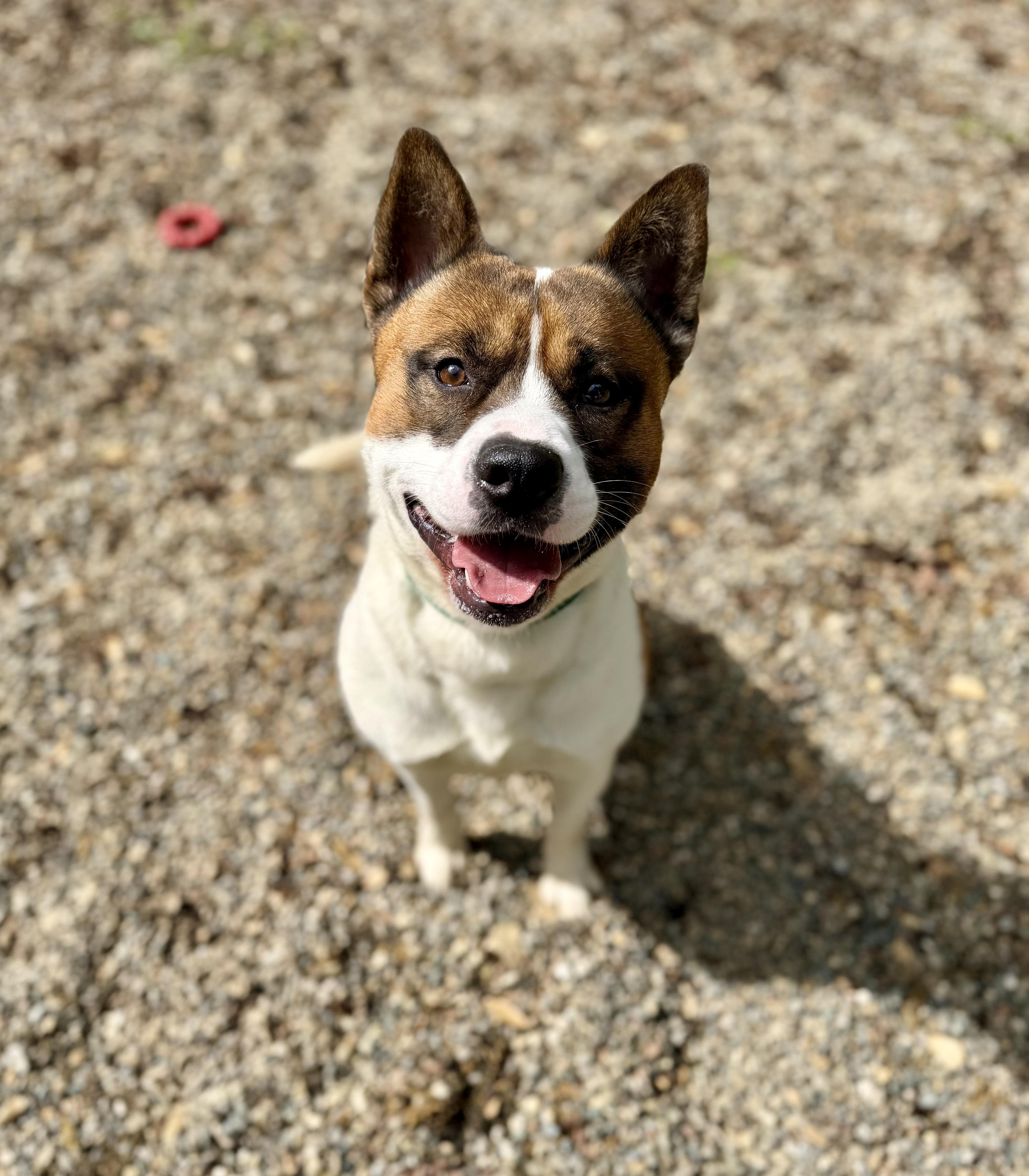 Enlarge Tock 0126, a Adopted mixed breed in Sonora, CA image 6/6