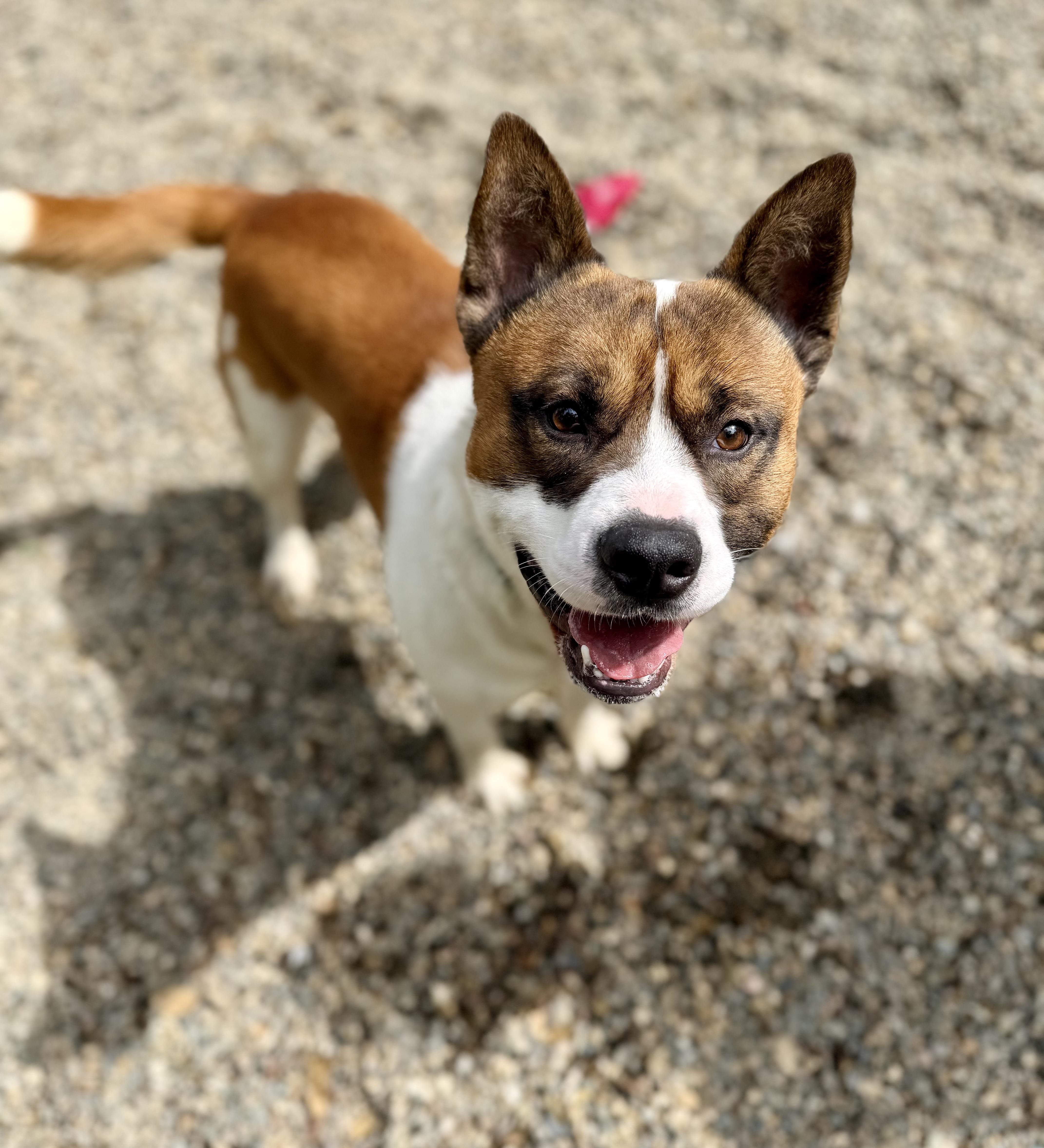 Enlarge Tock 0126, a Adopted mixed breed in Sonora, CA image 4/6