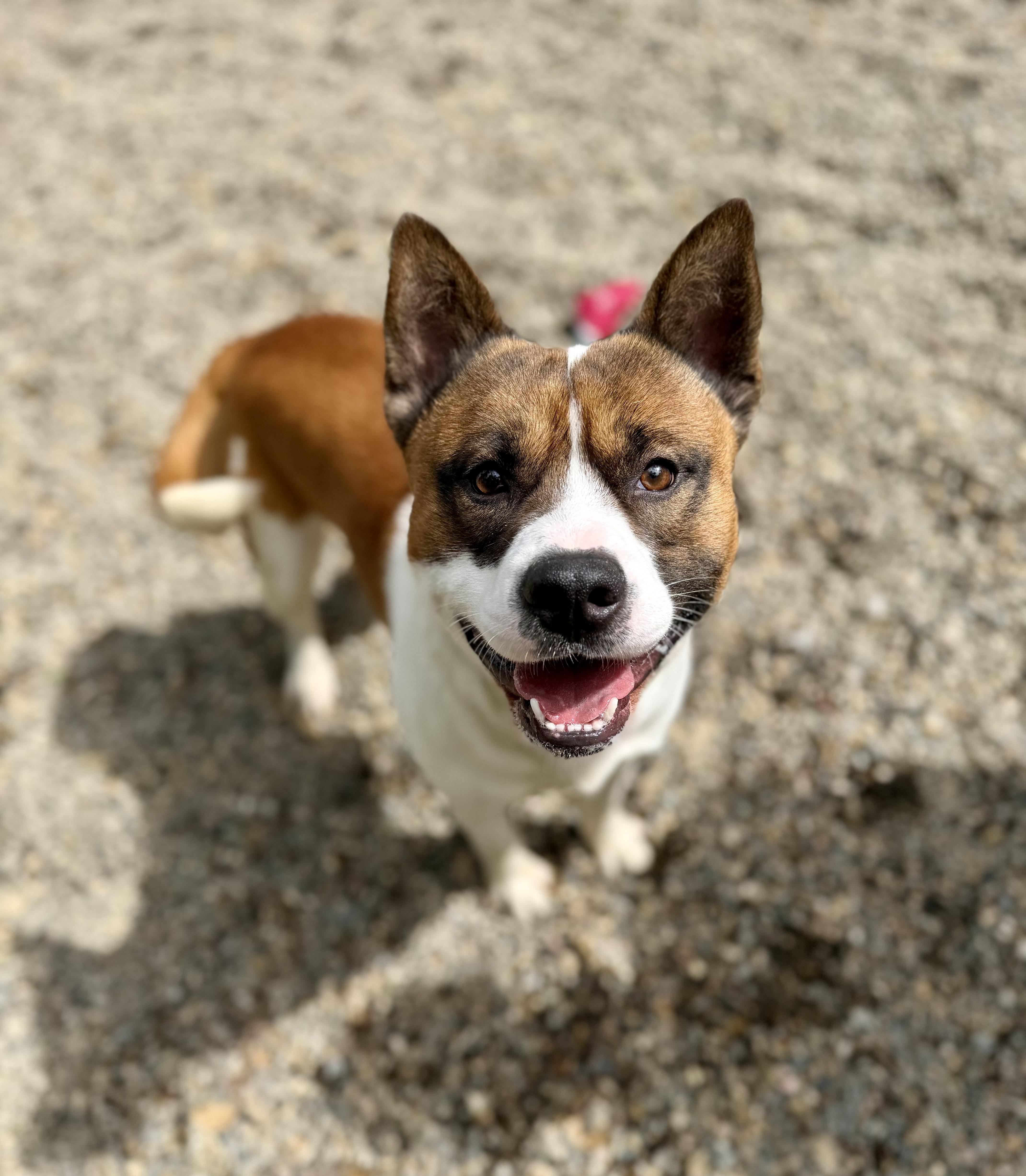 Tock 0126, Adopted, Young Male Akita.