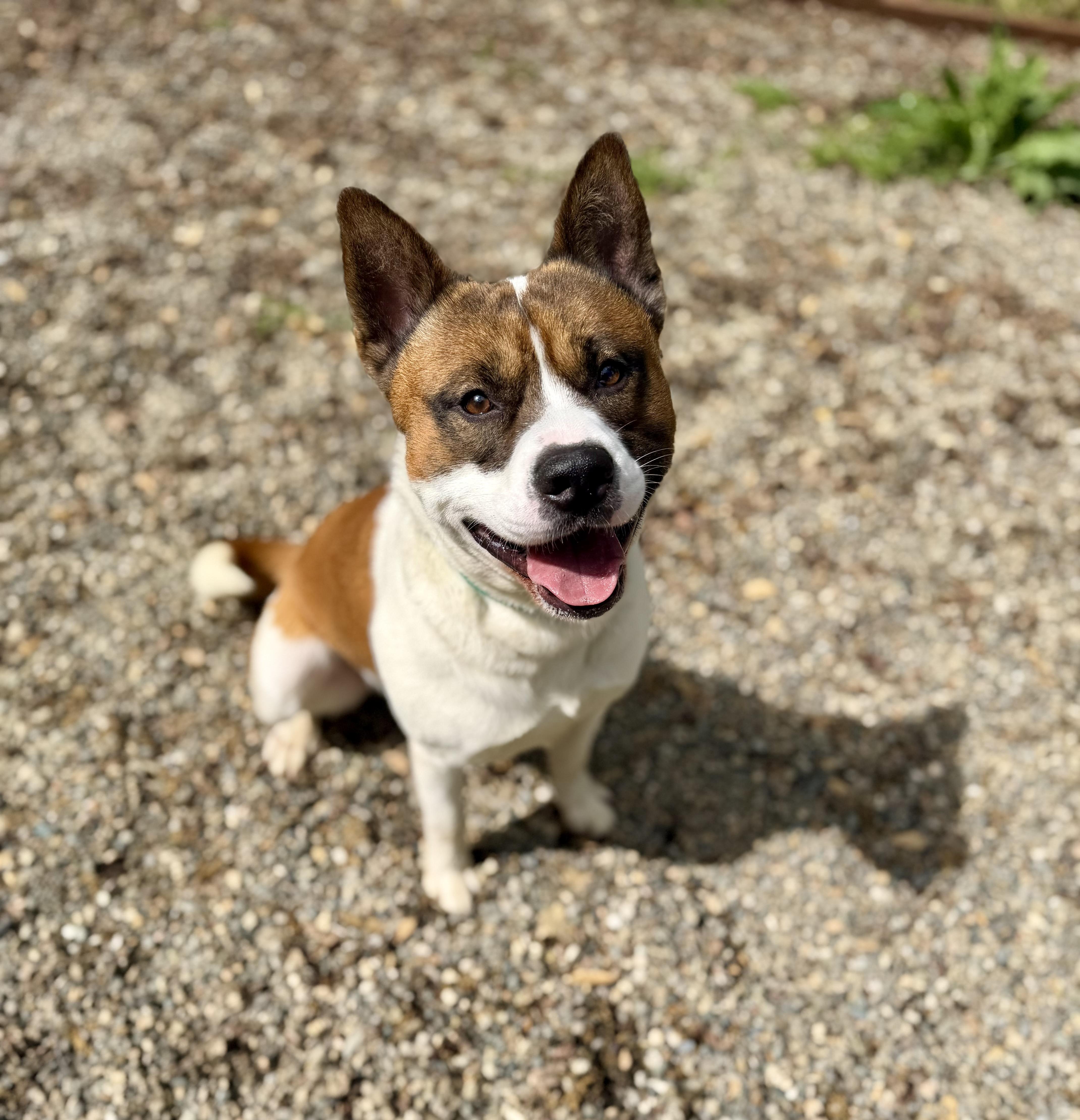 Enlarge Tock 0126, a Adopted mixed breed in Sonora, CA image 5/6