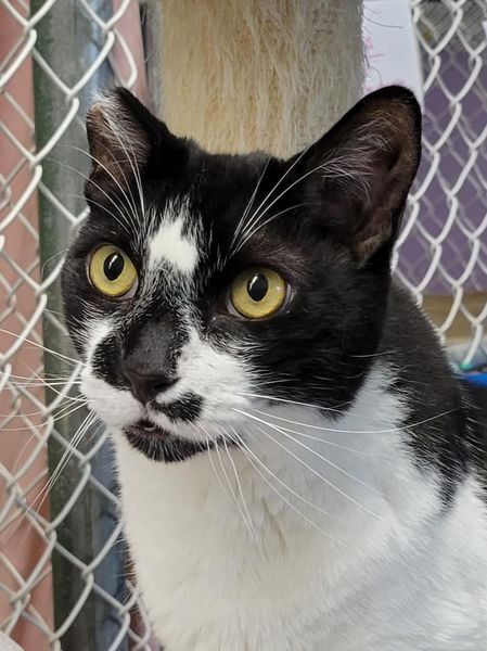 Panda, a Adoptable Domestic Short Hair in Freeport, NY image 2/6