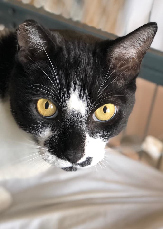 Panda, a Adoptable Domestic Short Hair in Freeport, NY image 4/6