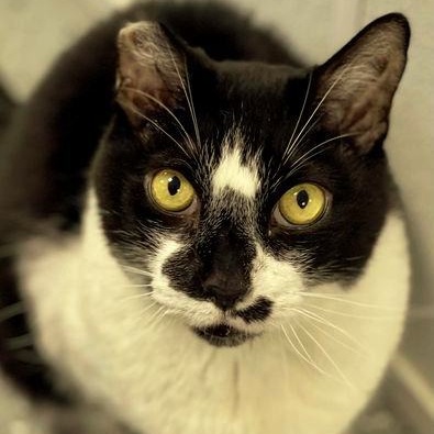 Panda, a Adoptable Domestic Short Hair in Freeport, NY image 1/6