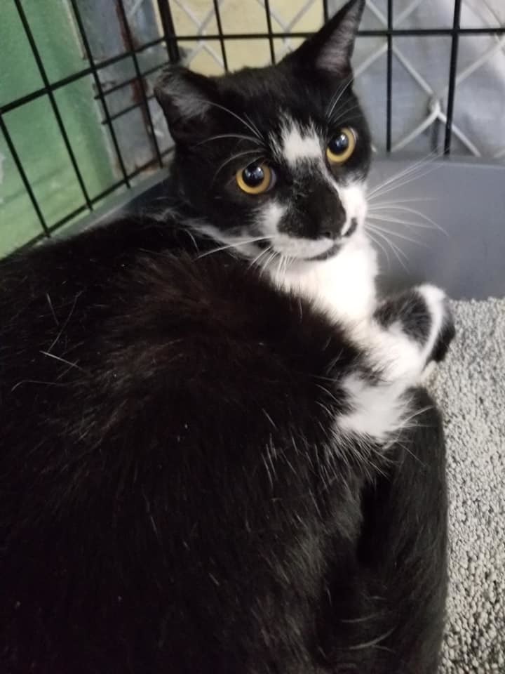 Panda, a Adoptable Domestic Short Hair in Freeport, NY image 5/6