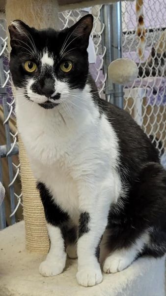 Panda, a Adoptable Domestic Short Hair in Freeport, NY image 6/6