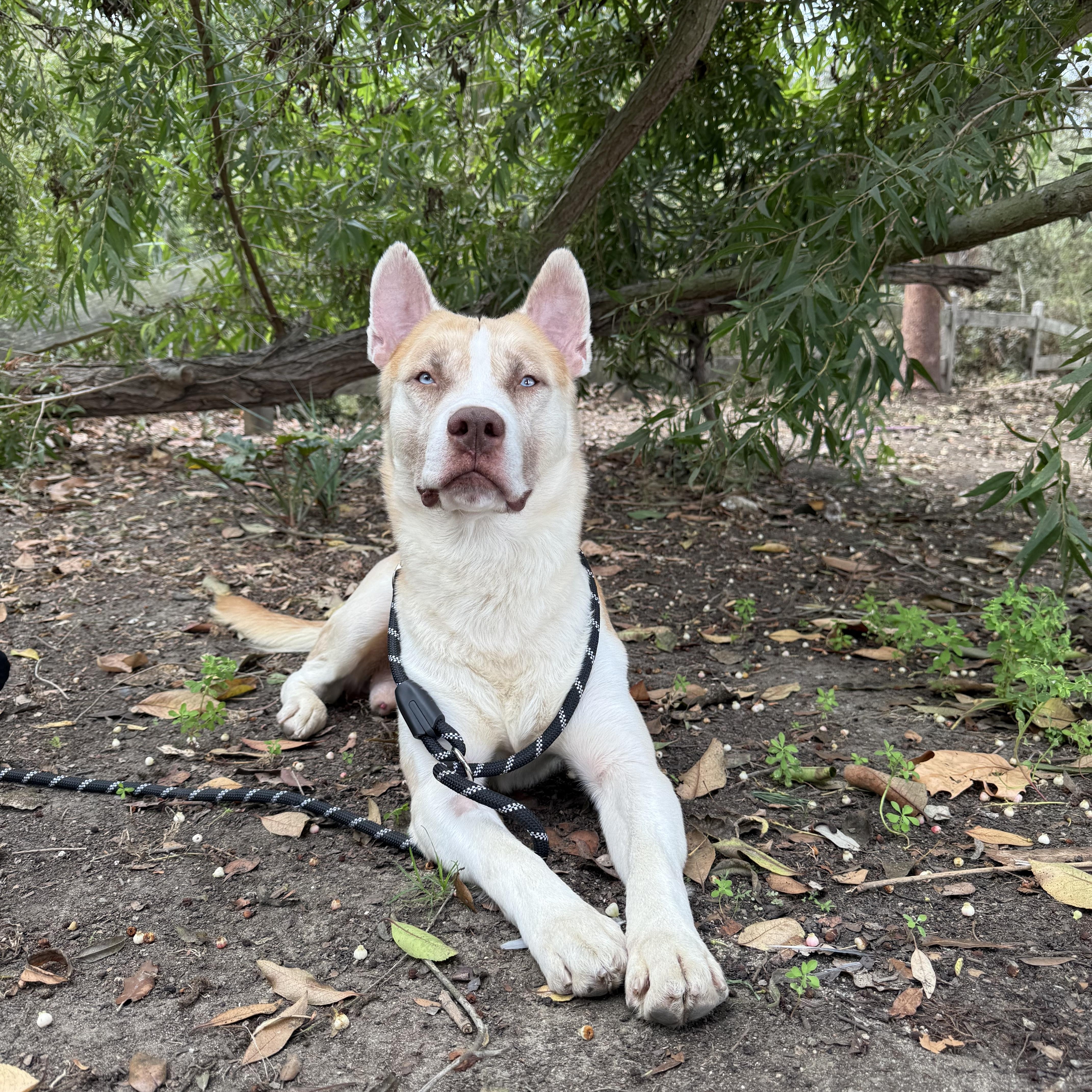 Enlarge Ricky, a Adoptable mixed breed in Marina del Rey, CA image 2/6