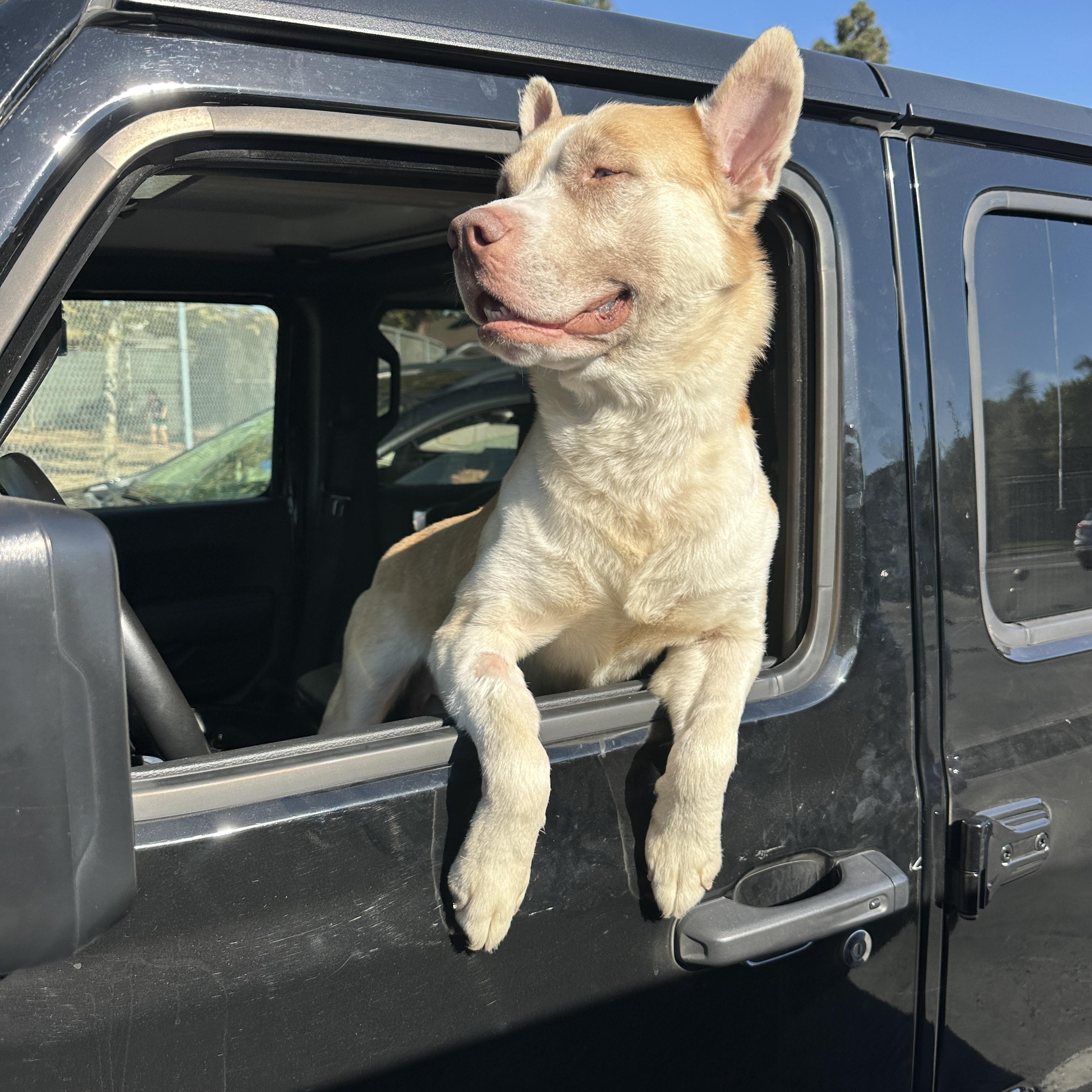 Enlarge Ricky, a Adoptable mixed breed in Marina del Rey, CA image 3/6