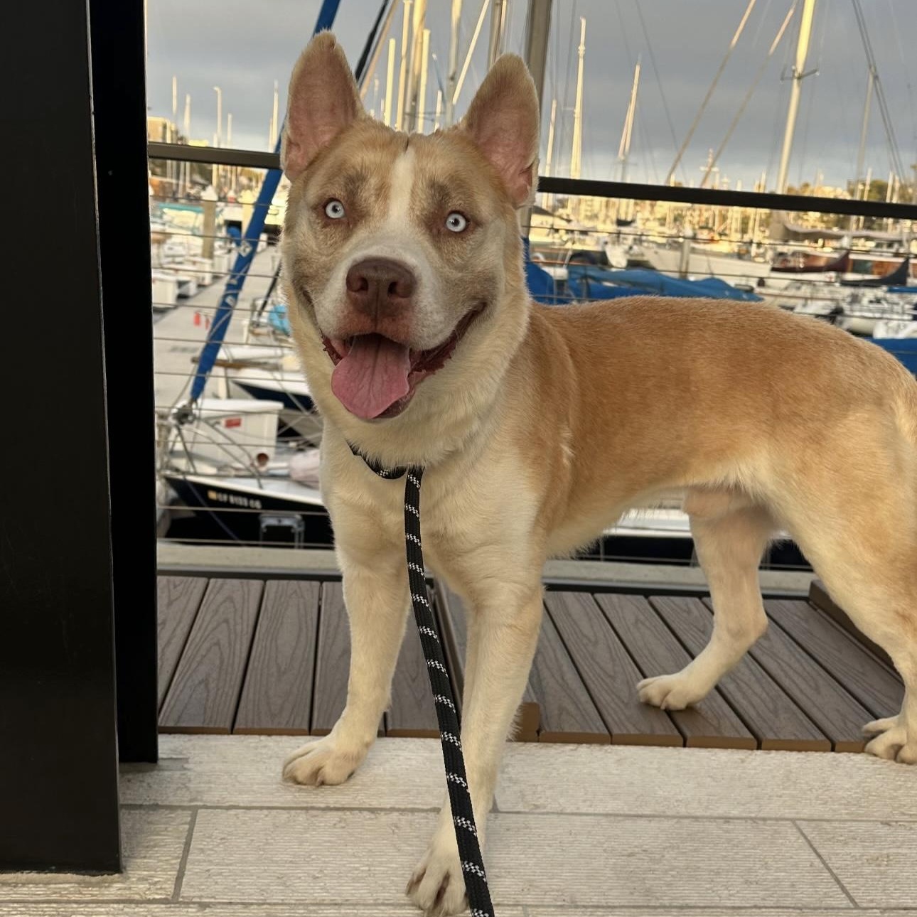 Enlarge Ricky, a Adoptable mixed breed in Marina del Rey, CA image 4/6