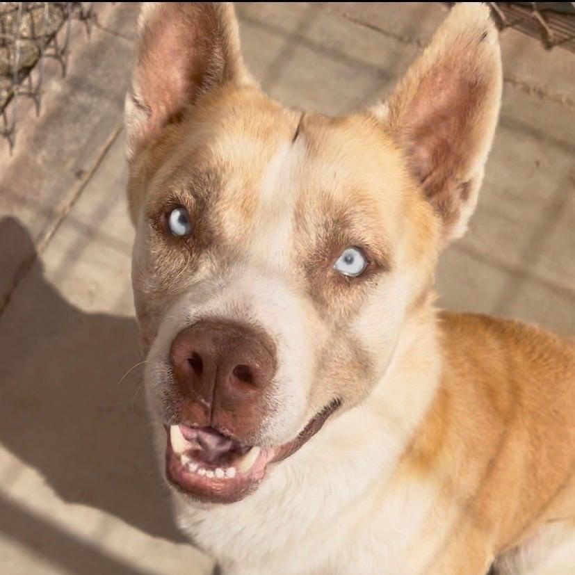 Ricky, Adoptable, Adult Male Siberian Husky & German Shepherd Dog.
