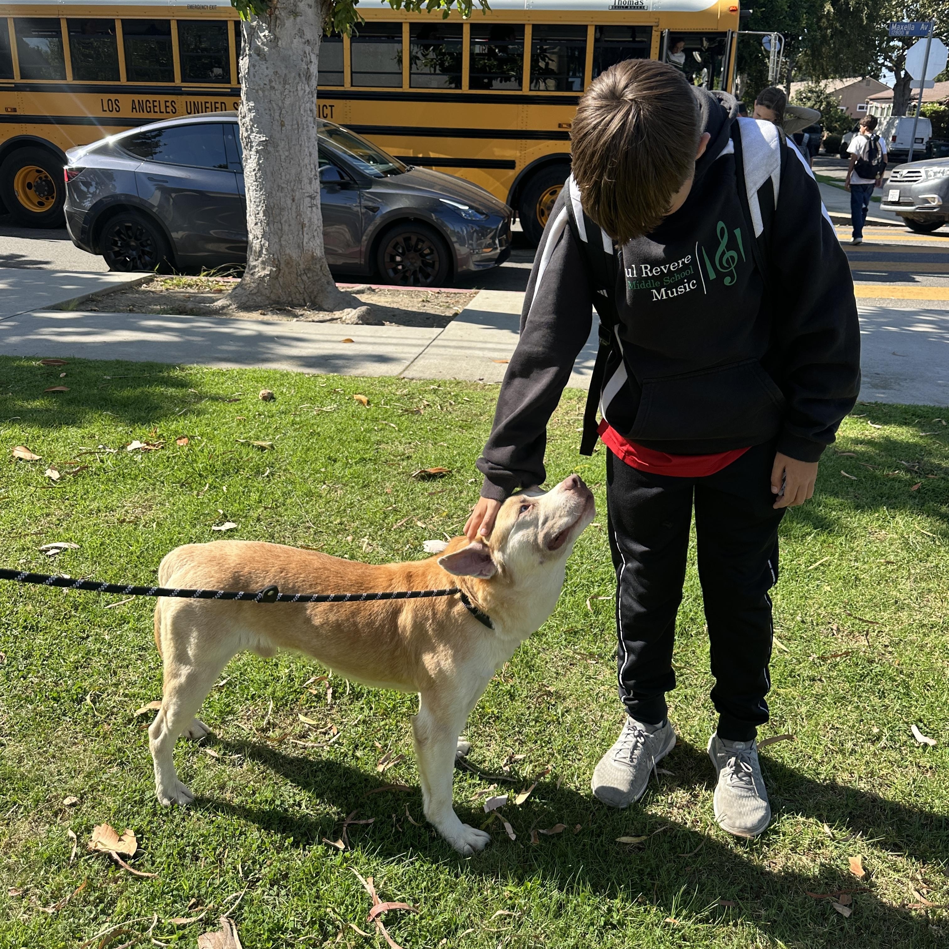 Enlarge Ricky, a Adoptable mixed breed in Marina del Rey, CA image 5/6