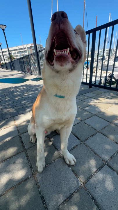 Enlarge Ricky, a Adoptable mixed breed in Marina del Rey, CA video 6/6