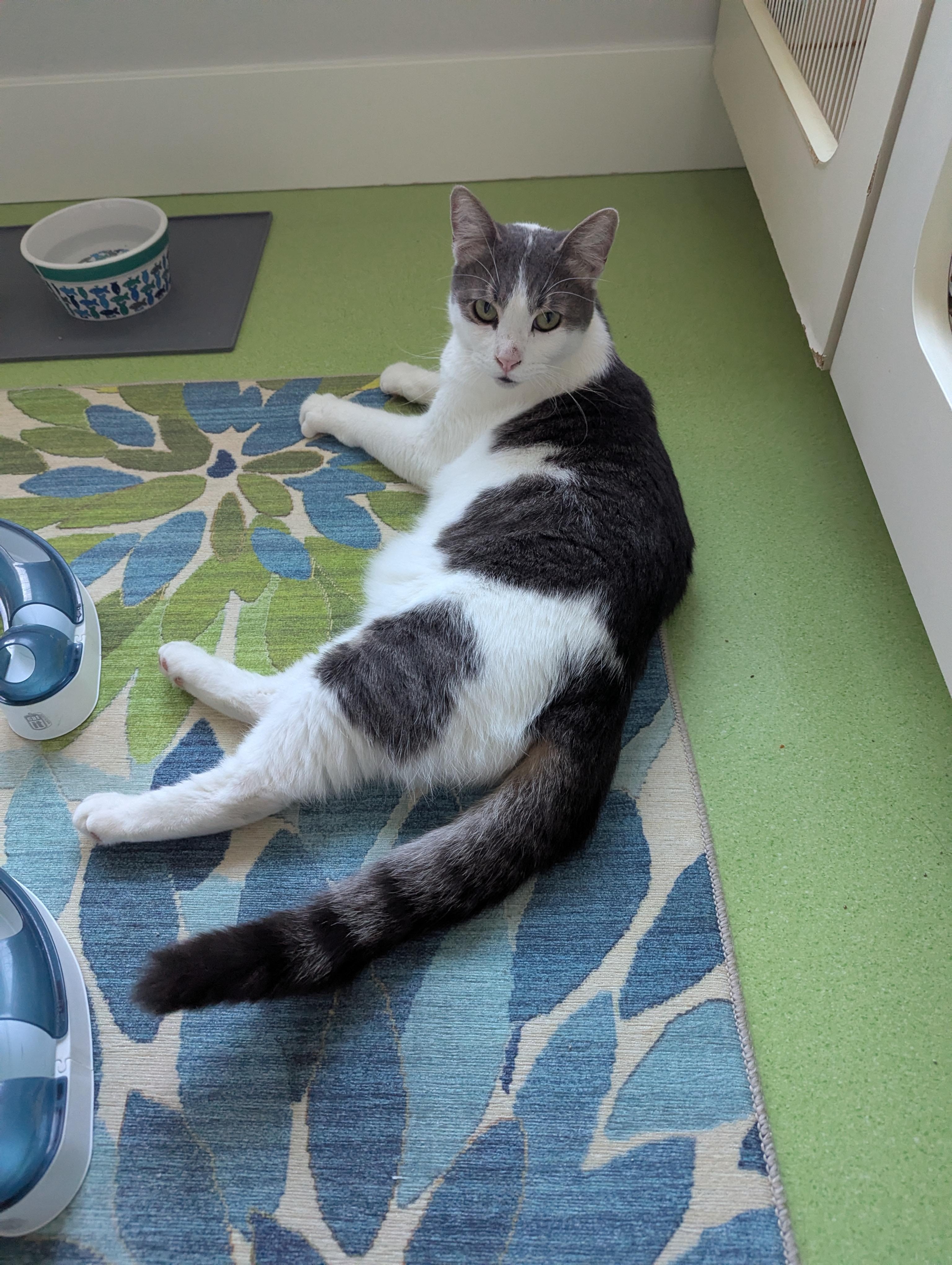 Enlarge Orion, a Adoptable Domestic Short Hair in West Richland, WA image 3/6